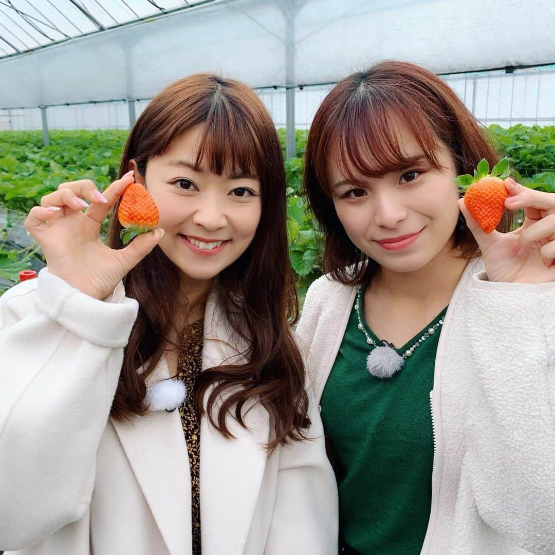 常盤よしこのインスタグラム：「いちご狩り〜♫ みさきちゃんと🍓 美味しいー！！ 熊本地震で大きな被害にあった木之内農園さん。 なんと！！！ 3年9ヶ月ぶりに南阿蘇立野でのいちご狩りができるようになりました🍓 美味しいいちごを食べに、ぜひお出かけ下さい😊  #tku#若っ人ランド#木之内農園#いちご狩り#南阿蘇#南阿蘇立野」