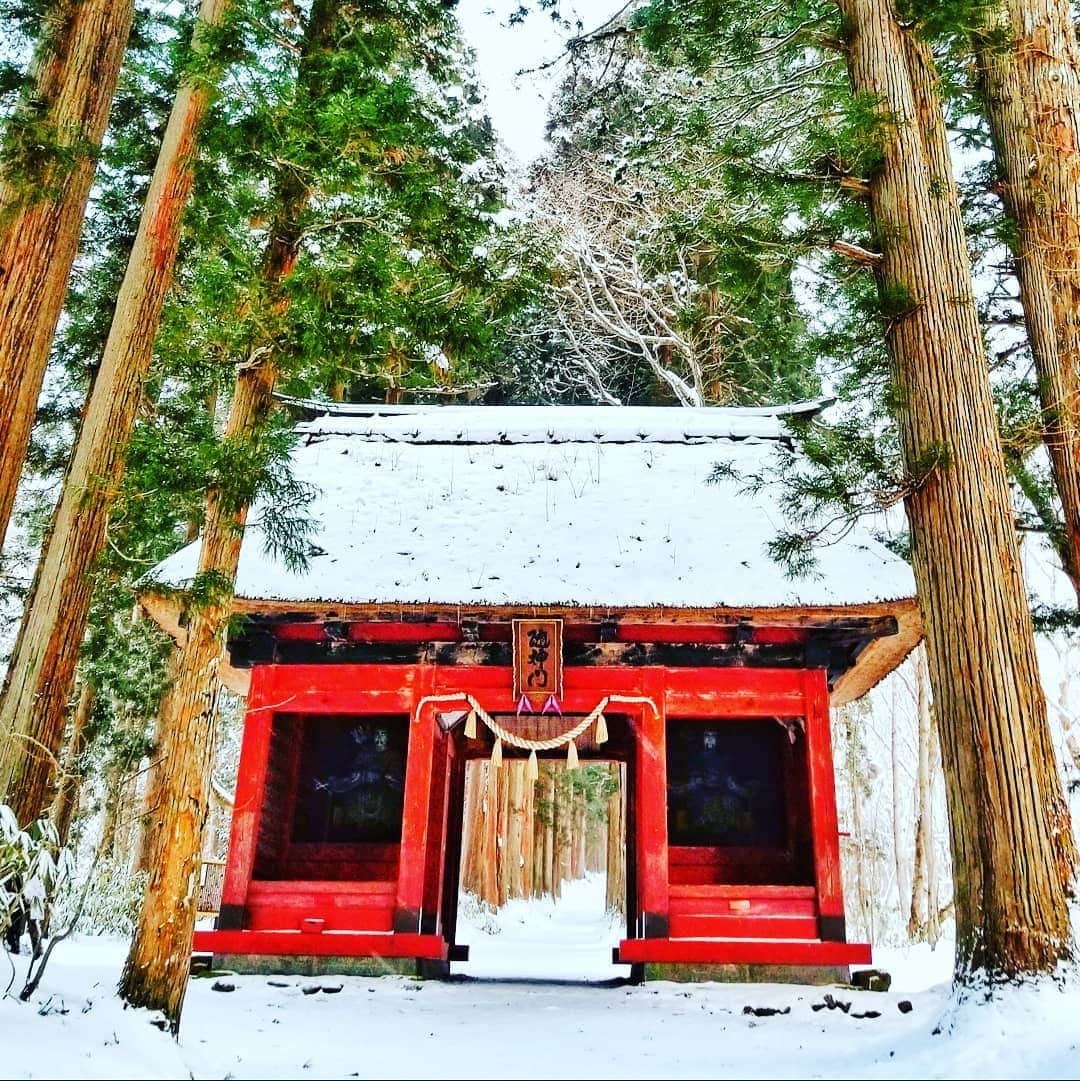 小平奈緒さんのインスタグラム写真 - (小平奈緒Instagram)「ふと思い立ち、戸隠神社へ行ってきました⛩️ 最近お散歩が趣味になりつつあり、朝の静かな時間を満喫しております🚶‍♀️✨ 平昌五輪シーズン以来の戸隠参拝🙏✨ 雪をぎゅっと踏みしめながら歩くこの感覚が堪らなく好きで、朝イチの清らかな空気を全身でチャージしてきました🔋 途中でグゥゥと木が鳴いていたり、帰り際にブウォーっと突風が吹いたり、狛犬さんが雪のモヒカンで超ロックだったり、とても神秘的でした✨ #戸隠神社 #随神門 #奥社 #長野においでよ #がんばろう長野 #OneNagano #冬の信州 #大座法師池 #Nao散歩」1月20日 13時12分 - nao.kodaira