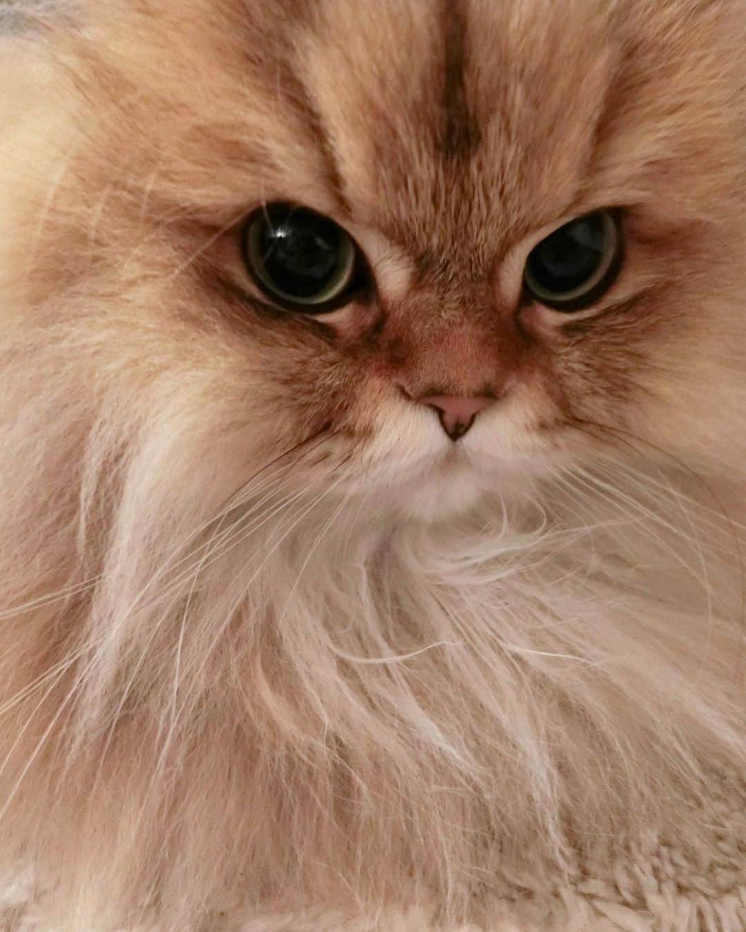 にこさんのインスタグラム写真 - (にこInstagram)「You are adorable even when you are mad. 怒った顔もかわいいね💋  #cat #mad #angryface  #cute #mondaymood  #mondayvibes  #ねこ」1月20日 23時03分 - nikon.neko.official