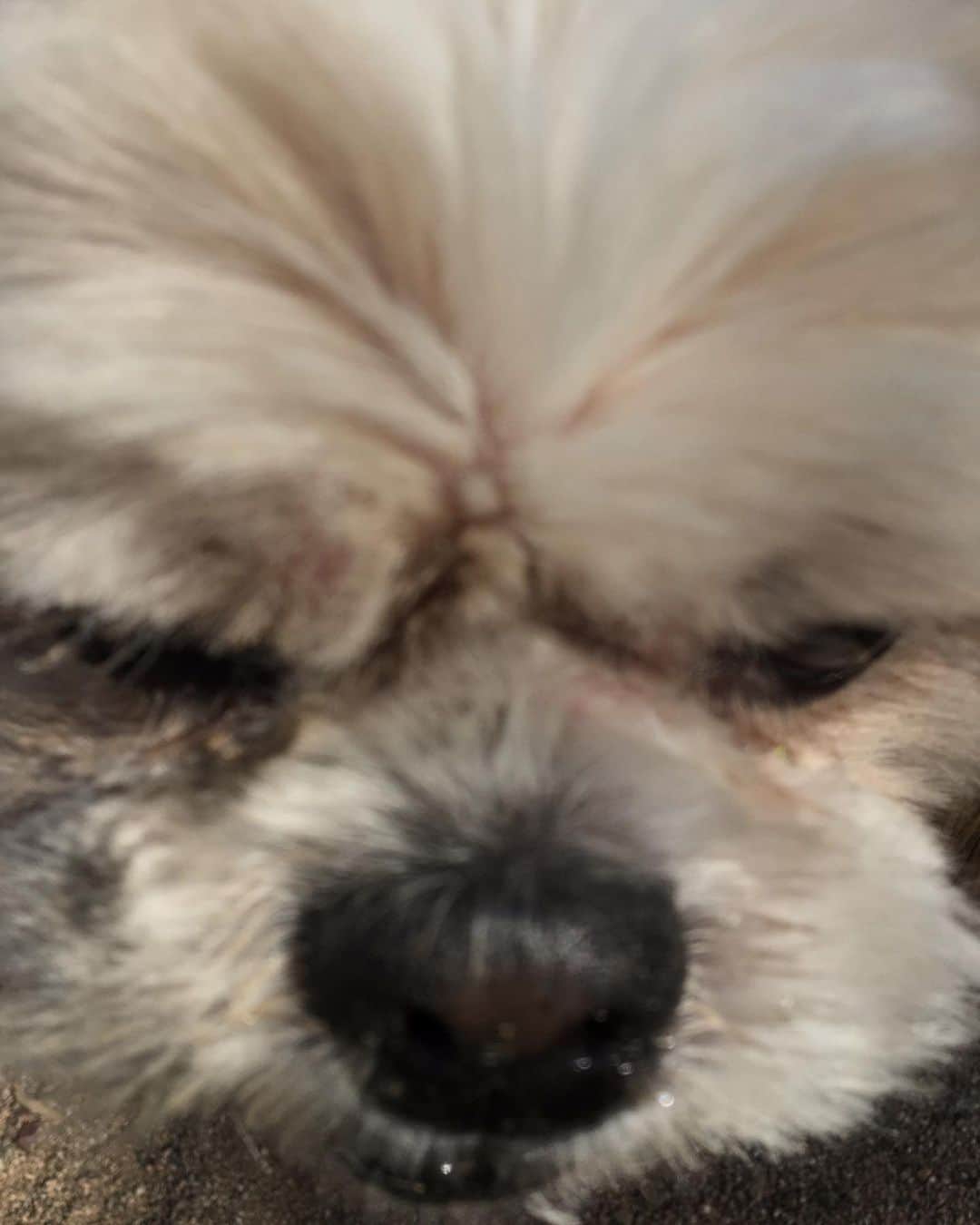 のインスタグラム：「. You always live in my heart. koron 2020.01.19 22:28 r.i.p.」