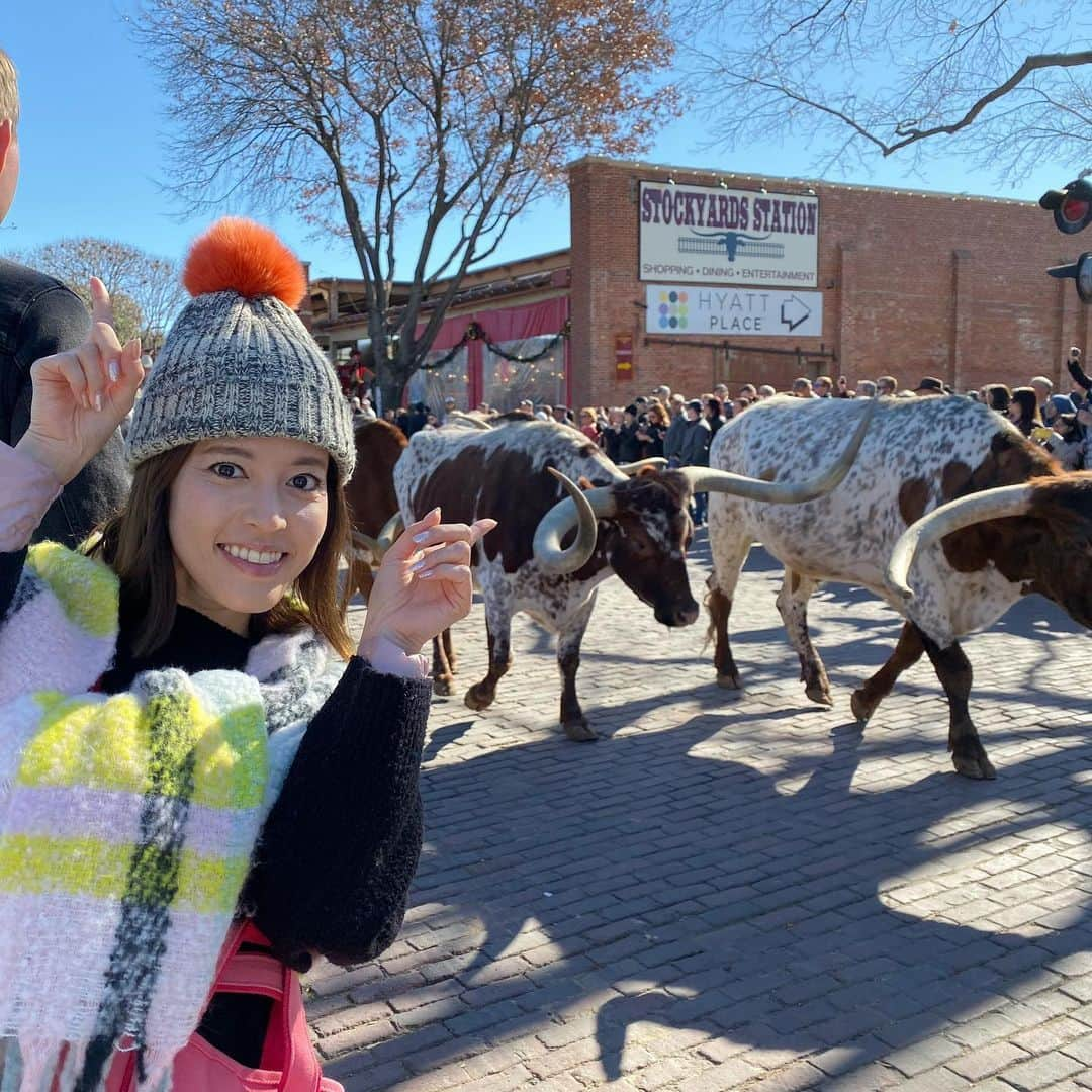 神田愛花さんのインスタグラム写真 - (神田愛花Instagram)「角❗️❗️❗️ 🐄🐃🐄🐃🐄🐃🐄🐃🐄🐃💕 #フォートワース #FortWorth #カウボーイ #cowboy #ロデオ #rodeo #可愛いを通り越した #カッコイイ #重たいだろうなぁ #角 #神田愛花」1月21日 0時13分 - aikakanda