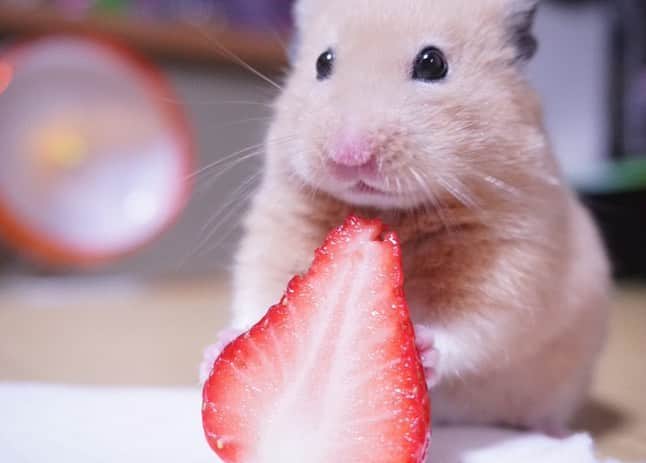 9GAGさんのインスタグラム写真 - (9GAGInstagram)「“Wow so that’s how sweet strawberries are!” 📸 hamuhamustar924 | TW - #hamster #strawberry #9gag」1月20日 16時10分 - 9gag