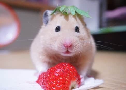 9GAGさんのインスタグラム写真 - (9GAGInstagram)「“Wow so that’s how sweet strawberries are!” 📸 hamuhamustar924 | TW - #hamster #strawberry #9gag」1月20日 16時10分 - 9gag