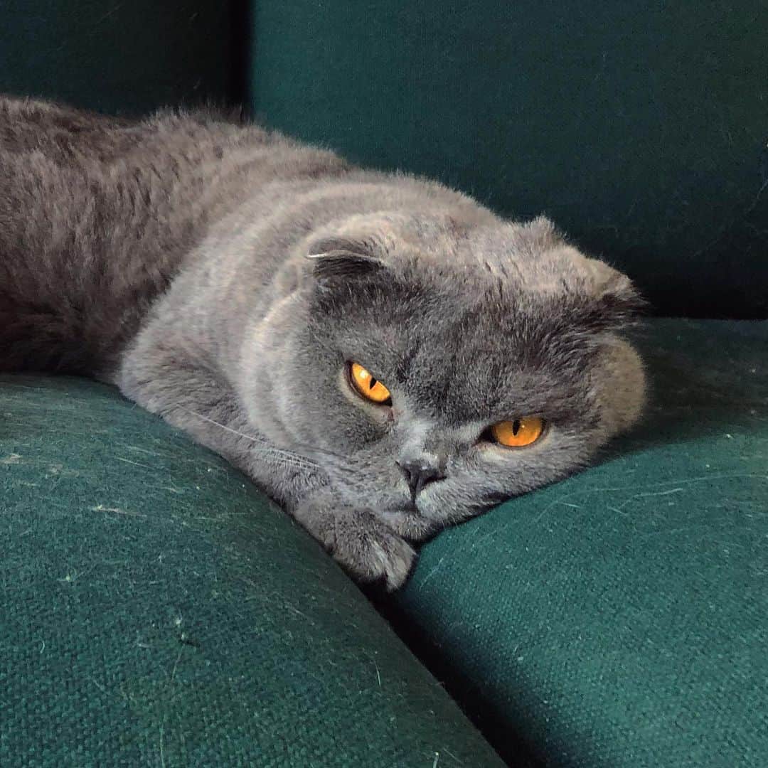 のインスタグラム：「You know what that face means... 😱😱😱 #backoff」