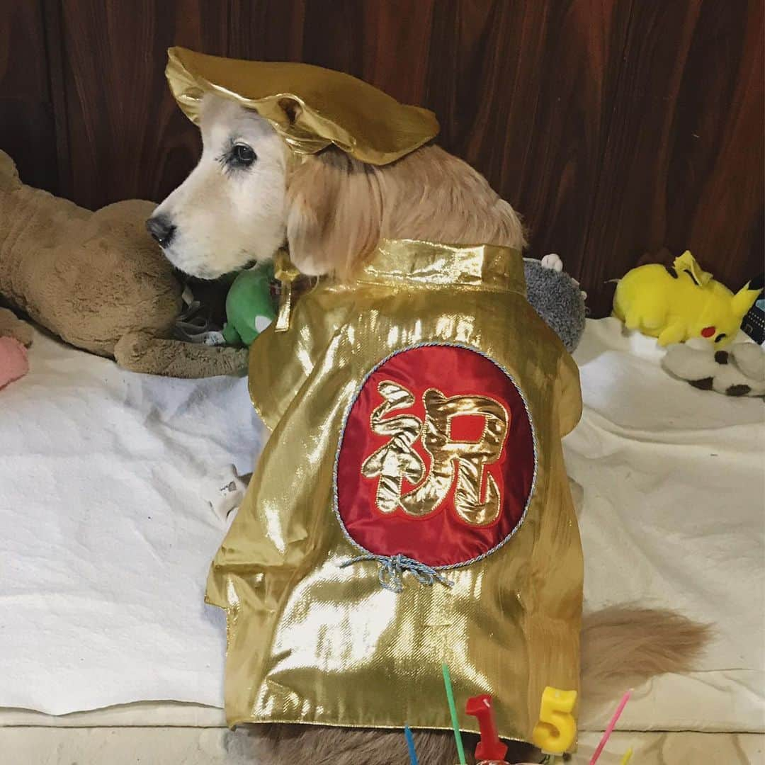 kei515yuさんのインスタグラム写真 - (kei515yuInstagram)「悠鼓の誕生日にたくさんのお祝いコメントや良いねをありがとうございます。 我が事のように心配してくださり、喜んでくださる、悠鼓も母さんも幸せ者です☺️🙏❤️ 皆さんのたくさんの応援に悠鼓は守られているのだと思っています。 ． 悠鼓の体調は1つ落ちましたが、それ以上落ちることなくとどまって、できる範囲でできることをしています。 そしてやっぱりニコニコ笑っています😊 大丈夫、大丈夫😌👍🏻 ． ． お誕生日にお散歩でお友達に会って嬉しそうでした。年寄り悠鼓をいたわってくれる可愛い小さいお友達です。 ． お誕生日の金色開運㊗️ちゃんちゃんこは @atelierpd さん手作りです😊✨ 中綿も入ってるし本格的衣装です😃❤️ これを借りてお祝いするのが夢だったので嬉しかったです☺️💕 これから誕生日を迎えるシニアわんこの飼い主さん、お申し出は @atelierpd さんまで☝🏻 #dogsofinstagram #ゴールデンレトリバー #ilovegolden_retrievers #retrieversgram  #dog_ofinstagram #gloriousgoldens #retriever #goldenretriever #犬バカ部 #igdog #gryuuko #repost_ezyjp #retrieveroftheday #weeklyfluff #thedailygolden  #excellent_dogs #pecoいぬ部 #てんかん持ちワンコ #前庭疾患回復期 #高齢犬15歳 #高齢犬 #平滑筋腫 #食道の平滑筋腫 #seniordogs #seniordogsofinstagram」1月20日 16時27分 - kei515yu