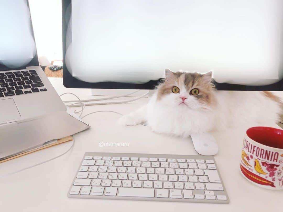 詩丸のインスタグラム：「作業中🖥 小町がひょっこり…💓 「ちょっと休憩しにゃい〜？☕️🐾✨」 .  Hi Mom!💓 Shall we have a break?☕️🐾✨ . Komachi💕 .」