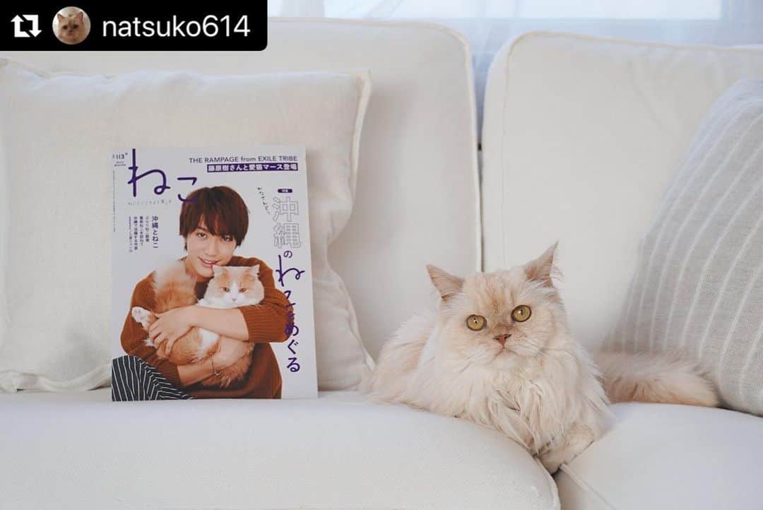 ねこさんのインスタグラム写真 - (ねこInstagram)「@natsuko614 さん、ありがとうございます😊❤️COCOちゃん可愛い〜可愛いすぎる〜😍😍😍🤟🏻お上品すぎるぅぅ😍❣️またインスタ企画参加してねっ♫🙆‍♀️ #Repost @natsuko614 with @make_repost ・・・ 𓃠𓇬𖡪𓂃ܾ⁎֟ ママ〜 またこのイケメンはだあれ？  またまたママも知らなかったけどイケメンとふさふさの美猫ちゃん表紙のねこ113号にCOCOにゃんも載せてもらえたよ〜 うれしいね˃̵ᴗ˂̵♡ ܾ お友達に教えてもらってあわてて買いました  2018年に続き、 Cat of the Year 2019です ひなたぼっこしてほけ〜と幸せそうな顔したCOCOにゃんが載ってます◡̈ 𖡪 𖡪 𖡪 #ねこ113号  #COCOにゃん #スコティッシュフォールド #ねこマガジン　#neko_magazine」1月20日 16時46分 - neko_magazine
