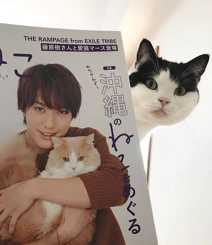 ねこさんのインスタグラム写真 - (ねこInstagram)「@bicreamtabby さん、ありがとうございます😊❤️ひょっこり豆蔵くん、キュートだよ〜😚🔆🌟ナイスなハチワレ❣️また可愛いショット応募してねーっ😃💝 #Repost @bicreamtabby with @make_repost ・・・ *¨* ・ ・ にゃんとにゃんと！ ・ 現在発売中の雑誌「ねこ」に 豆ちゃん載ってたーっ✧*｡٩(ˊᗜˋ*)و✧*｡ ・ ・ @neko_magazine さま ありがとうございます _ _))ﾍﾟｺﾘﾝᵗʱᵃᵑᵏᵧₒᵤ ・ ・ 豆ちゃんを見つけて教えてくれた きいちゃんママ（ @kiechankawaii ） 感謝(人´∀`)ｱﾘｶﾞﾄｰ♪ ・ ・ ・ ・ #ねこ#neko_magazine #ネコめがね族 スコティッシュフォールド#立ち耳スコ #白黒猫#はちわれ」1月20日 16時50分 - neko_magazine