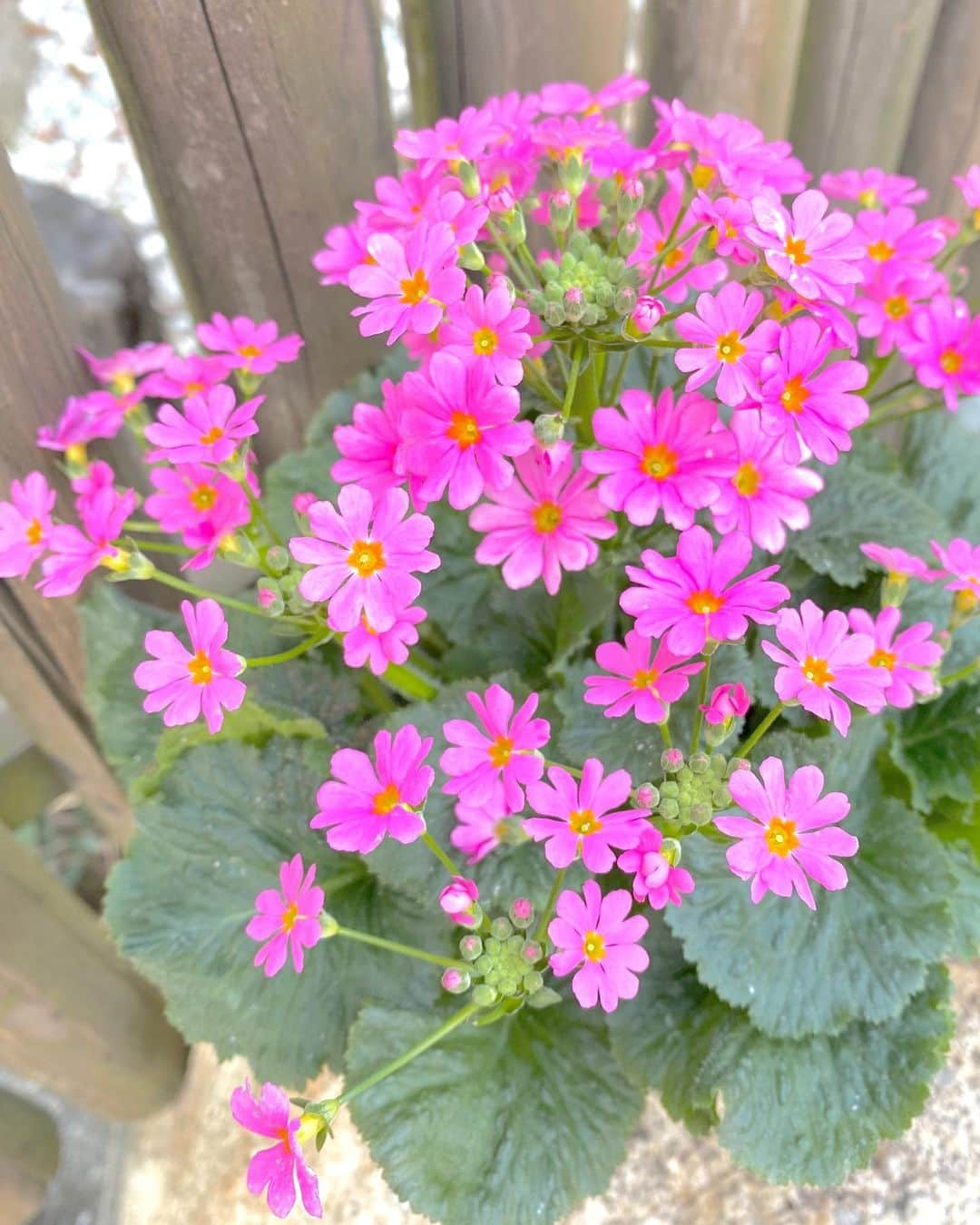 祥吉さんのインスタグラム写真 - (祥吉Instagram)「今日は大寒 例年より暖かい大寒で 鉢植えの桜草も満開です #播州赤穂#赤穂#赤穂御崎#赤穂温泉#赤穂温泉祥吉#潮彩きらら祥吉 #祥吉#旅行#旅館#温泉#瀬戸内海#兵庫県#花#flower #桜草#さくらそう#大寒」1月20日 16時59分 - akoshokichi