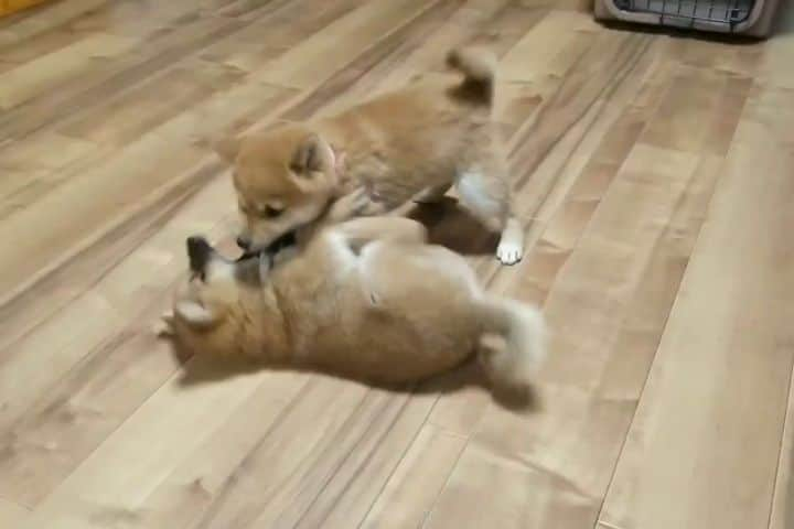 柴犬たま Shibainu Tamaのインスタグラム