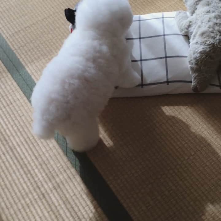 ゆうのインスタグラム：「. . 真ん中への見事な移動👍 . . . .」