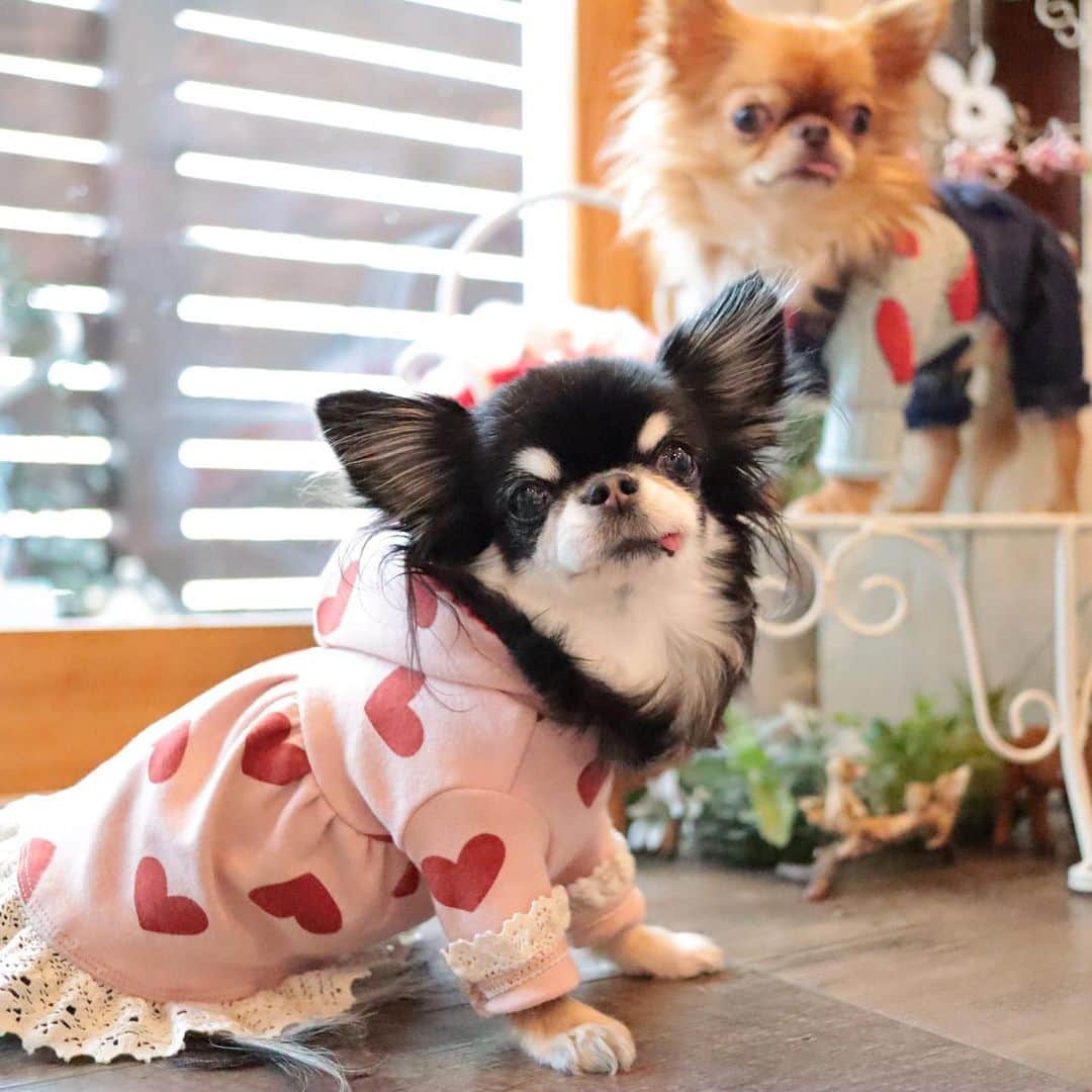 kayoのインスタグラム：「* * 今日は大寒なのに 暖かかったね☺️✨ * * とっても可愛いカフェに行って来たよ☕️💕 * * Melon💗kulio * * @myperidot_cafe * * #chihuahua#chihuahualove#dogstgram#dog#instadog#チワワ#チワワ大好き * *」