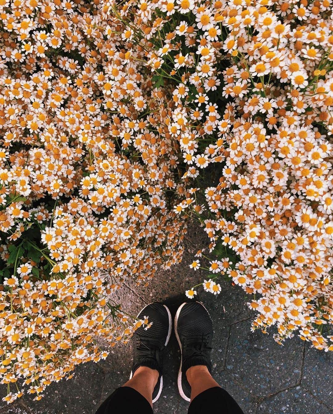 pomeloさんのインスタグラム写真 - (pomeloInstagram)「Pomelo Cover | Her photos are full of warmness. Hope you will be encouraged by them. Tap @livingminnaly to see more!  #pomelocamera #pomeloapp #photographer #sunflower #photography #flower #sunshine #sun #bright #light #pomelocam #sunflower #cosmos」1月20日 18時57分 - pomelocam