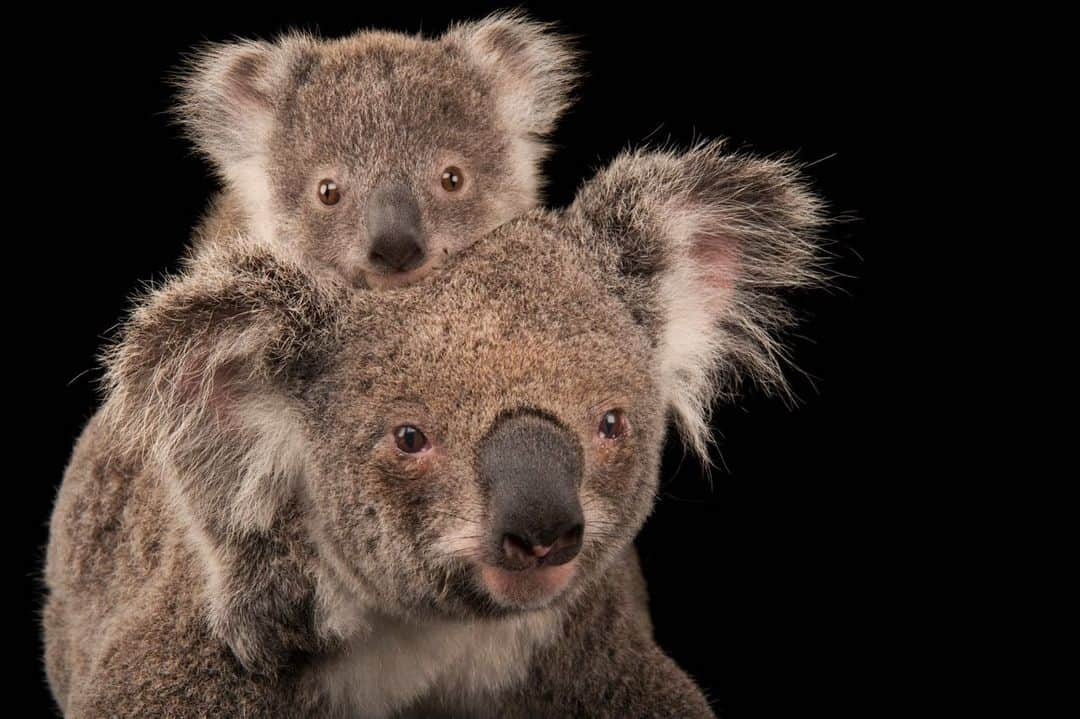 ナショナルジオグラフィックさんのインスタグラム写真 - (ナショナルジオグラフィックInstagram)「Photos by @joelsartore I As today’s fires spread across Australia, they threaten untold numbers of animals, from koalas and echidna to insects and amphibians. Even after the flames have been extinguished, thousands of animals, including already endangered species, will need long-term care and support, such as supplementary feeding and water stations, while habitat restoration efforts get underway. During my visits to Australia, I have had the opportunity to capture the diversity of its native wildlife through photography at a number of institutions providing care for these incredible creatures. Many of these facilities, like @australiazoo and @zoosvictoria,  are working tirelessly to treat bushfire victims, ensuring that they can one day return to the wild. Follow me @joelsartore and click the link in my bio to learn how you can support these on-going, life saving efforts. #Australia #bushfires #PhotoArk #savetogether」1月21日 0時34分 - natgeo