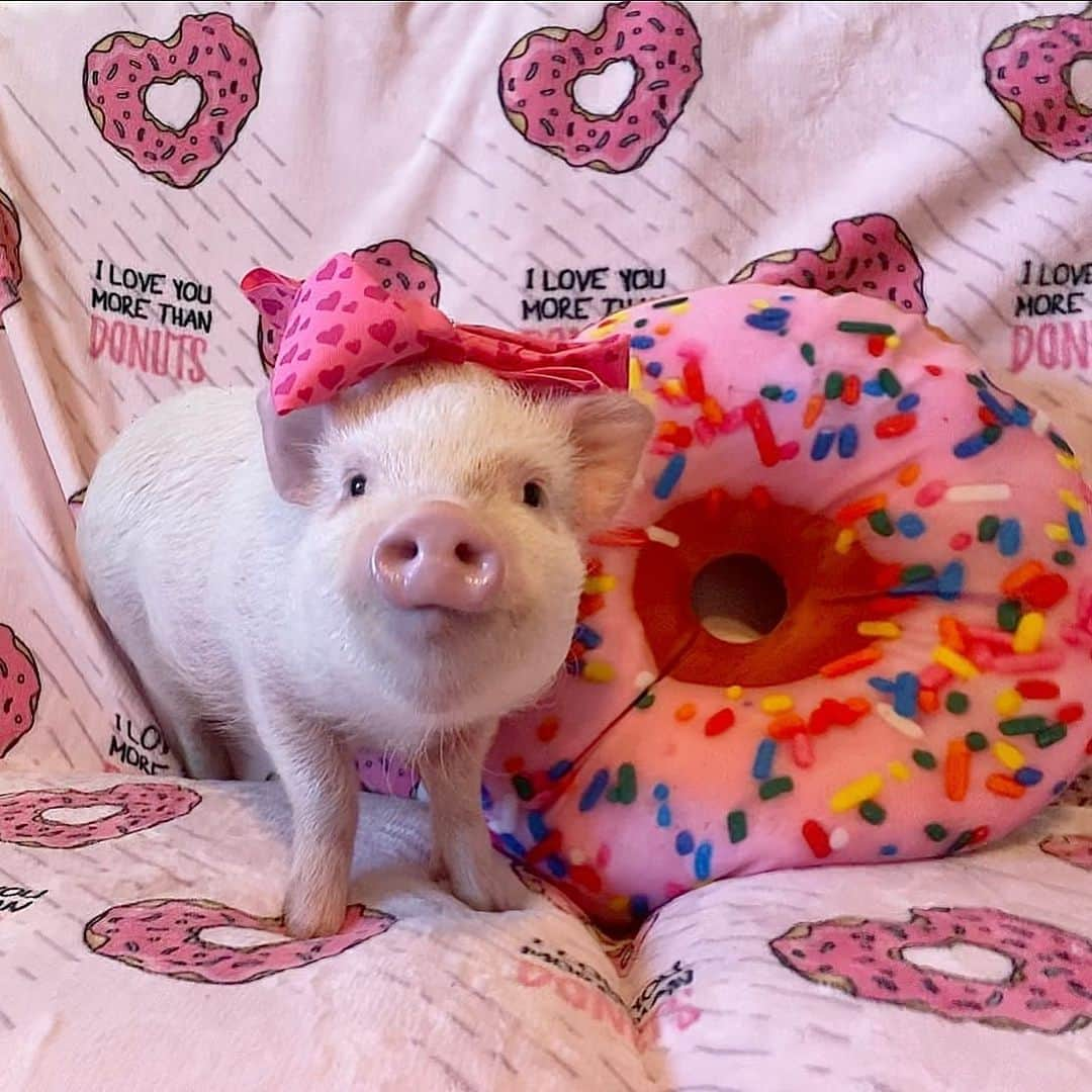 Priscilla and Poppletonさんのインスタグラム写真 - (Priscilla and PoppletonInstagram)「Pansy, we love you more than donuts!🐷💕🍩So excited to spend our day off with Pansy, her Mama Rosie and everypiggy else on the farm. #spreadkindness #donutlover #Pansypig #PrissyandPop #prissyandpopshelpinghooves」1月21日 0時37分 - prissy_pig