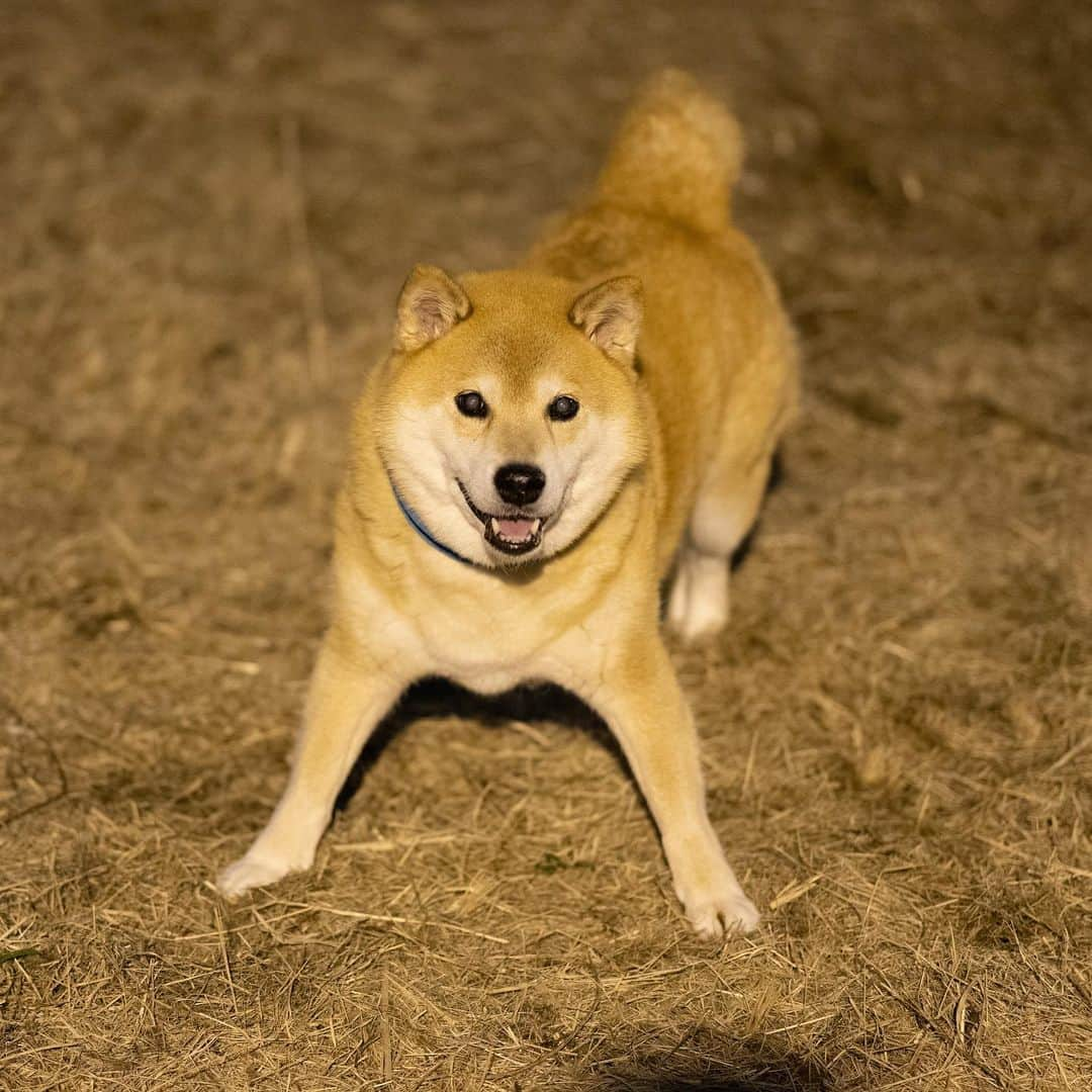 まる（まるたろう）さんのインスタグラム写真 - (まる（まるたろう）Instagram)「Watch closely! ✨🐶🌪✨よーく見ててね！一瞬だからね！ #くらえ #必殺 #柴犬トルネード #どやさ」1月20日 19時57分 - marutaro