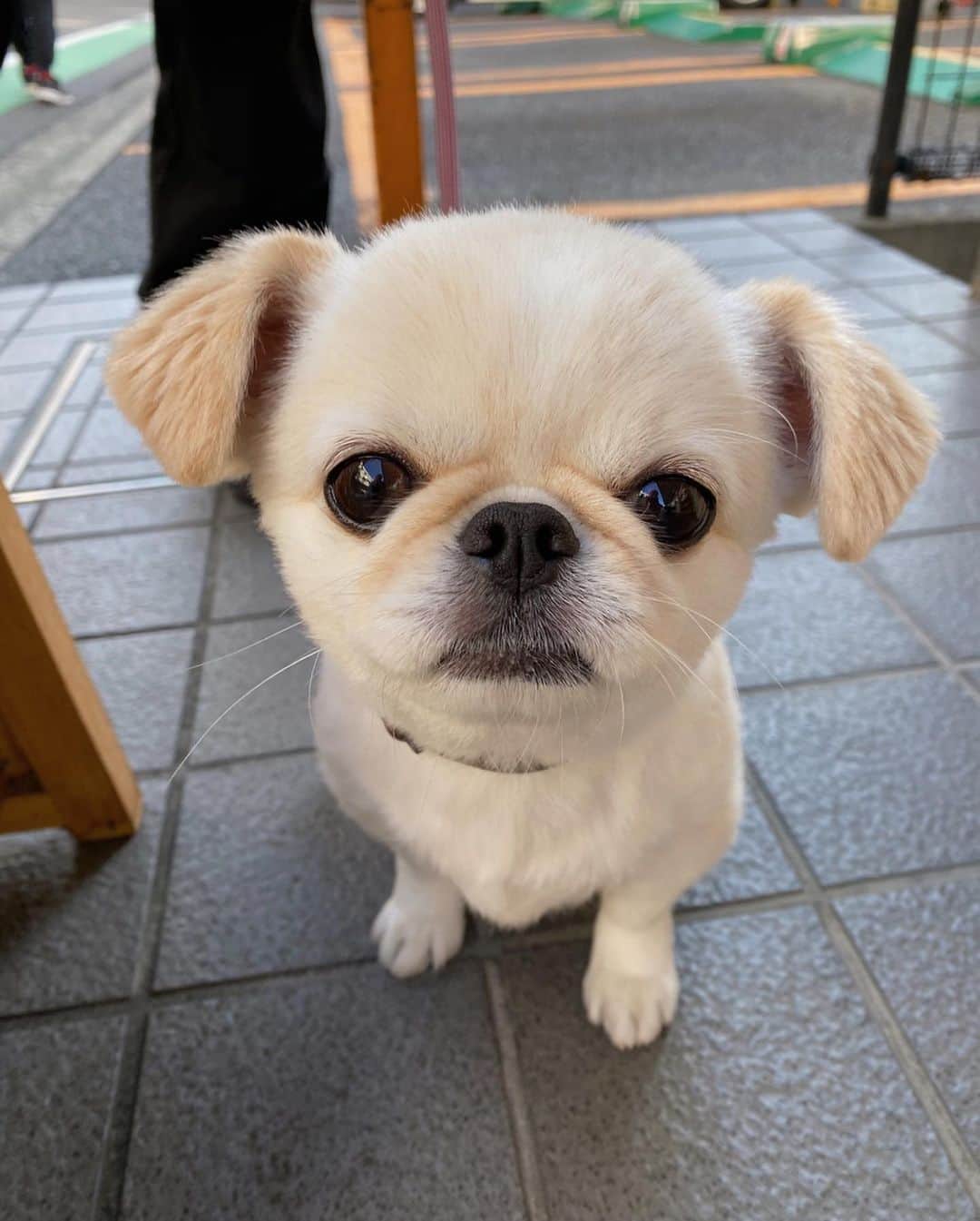 おもちくんのグルメインスタ