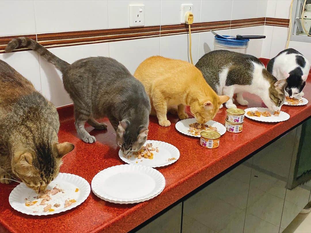 SQUAD CATS +65のインスタグラム：「Lunar New Year is coming, it’s time for “reunion dinner” à la #🐱squadbuffet style!  L-R: Kal, Hermès, Uno, Oliver & Yve  #cora13cats #🐱squad #tabbycat #gingercat #cowcat #cat #catsofsingapore #lunarnewyear #gato #kucing #แมว #ネコ #고양이 #catsofinstagram #instagramcats #catsofig #catstagram #catsagram #instacat #catoftheday #cutecat #catlover #catfeatures #animals #animalsofinstagram #animallovers #petstagram #cats_of_world #photooftheday」