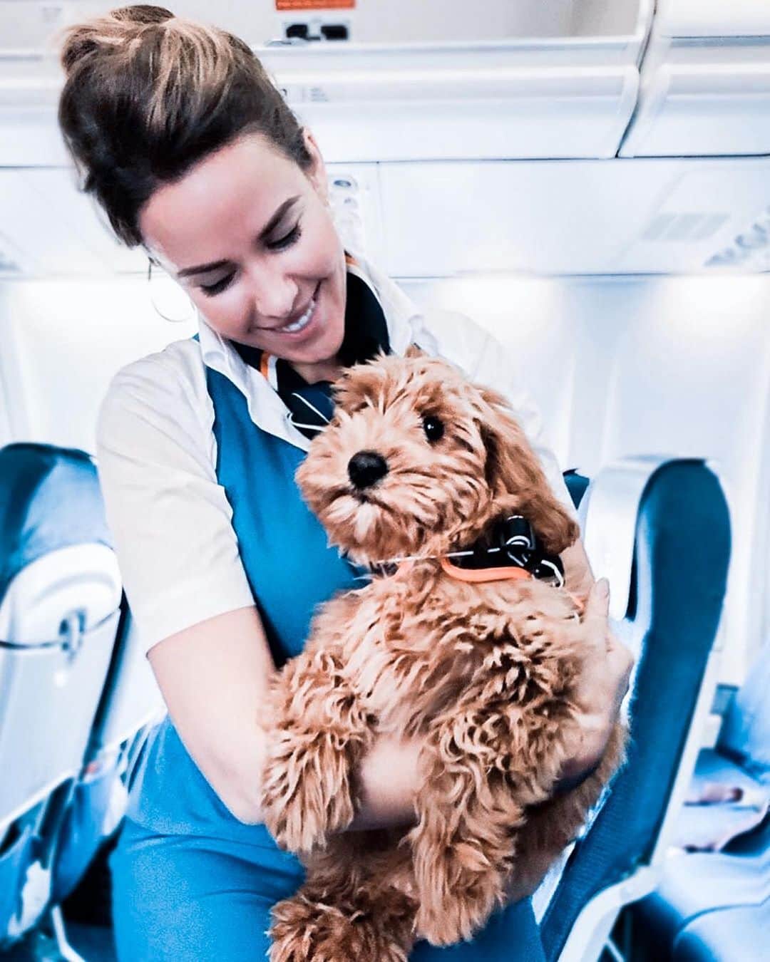 KLMオランダ航空さんのインスタグラム写真 - (KLMオランダ航空Instagram)「Blue Monday is known as the most depressing day of the year. Let us cheer you up with some cuteness. #KLM #FlyKLM #RoyalDutchAirlines #Bluemonday」1月20日 20時46分 - klm