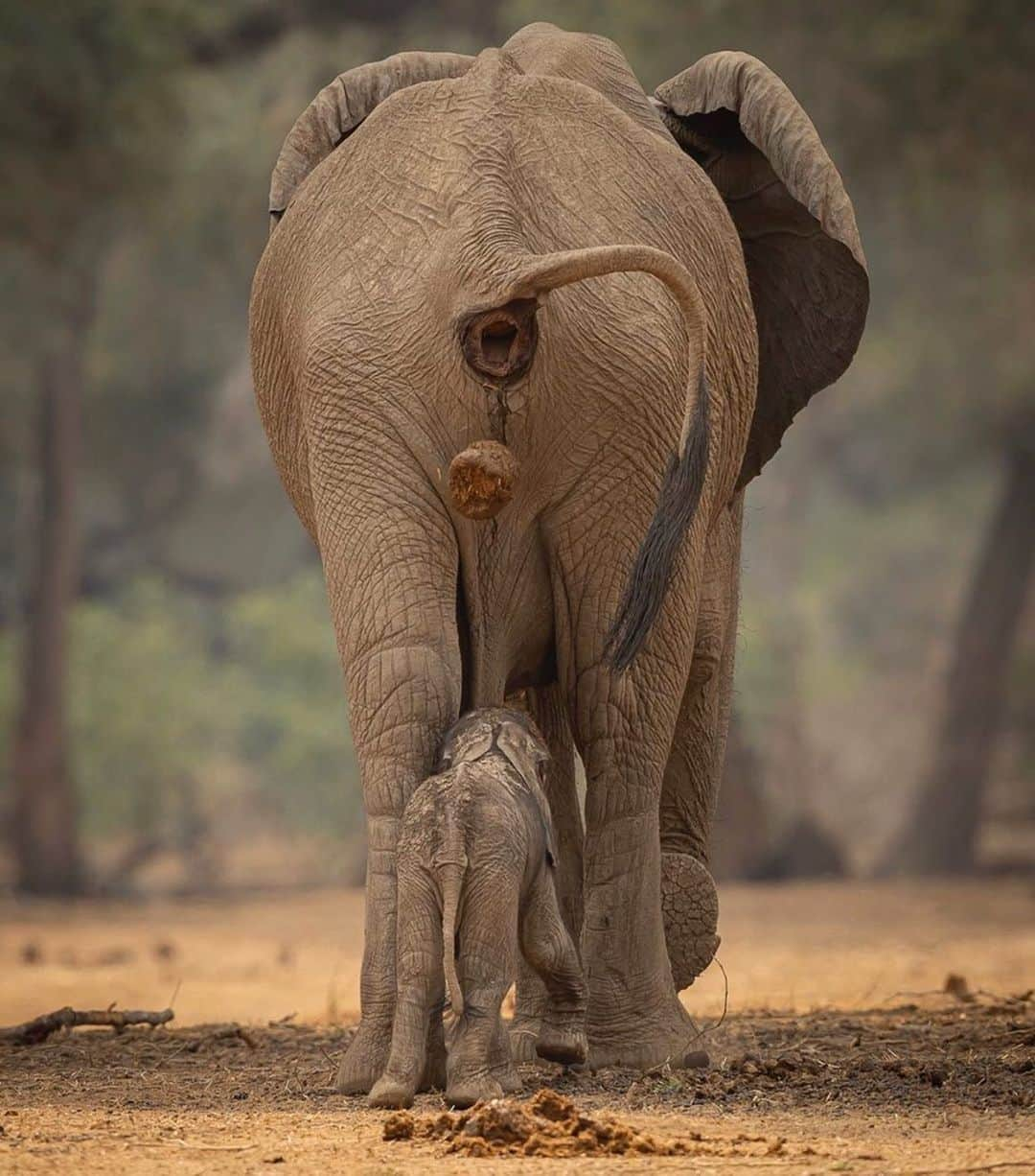 Animalsのインスタグラム：「💩 happens How would you caption this?! 😂 📷 @jens_cullmann #insta_animall」