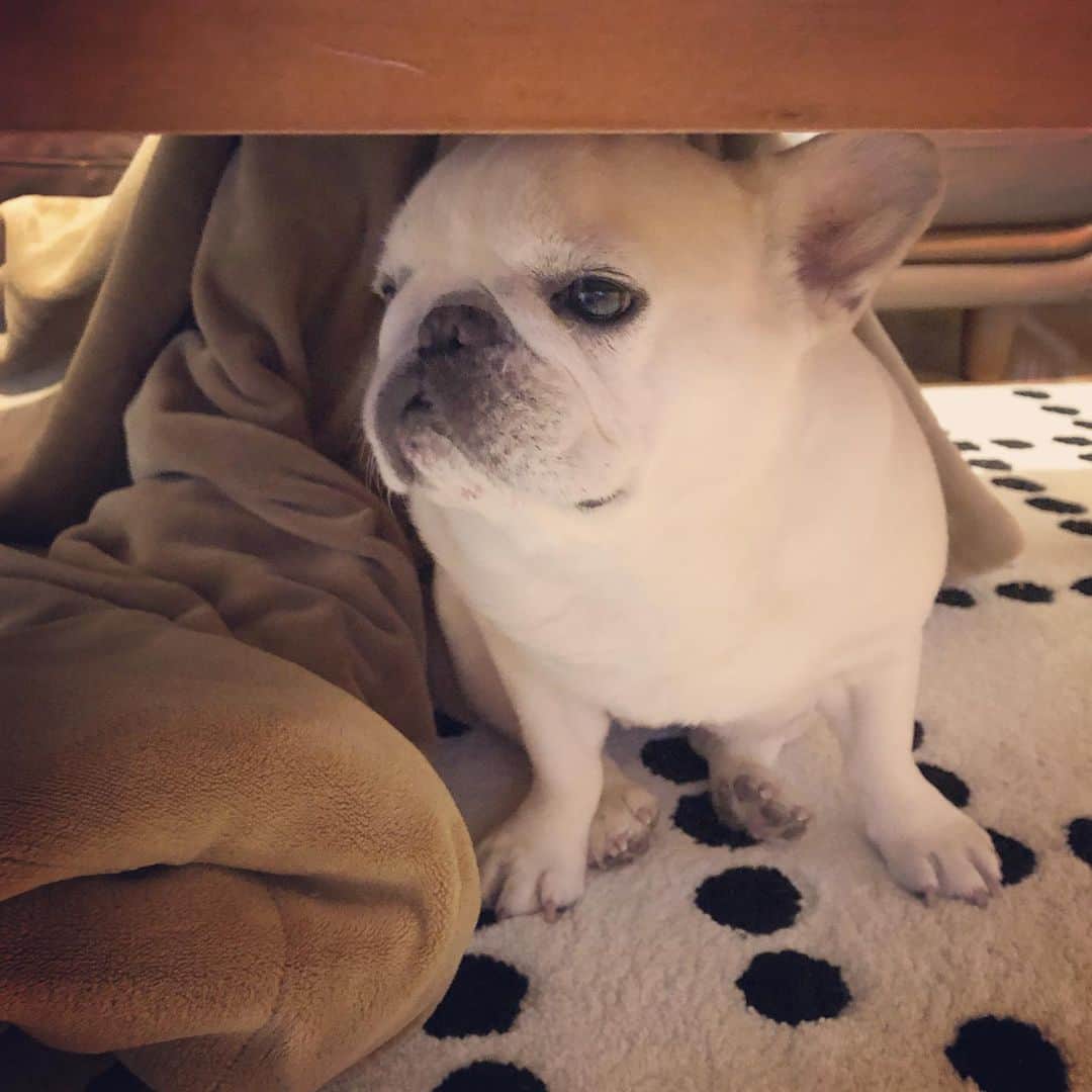 タニム（マーブル母）のインスタグラム：「* 今日も癒しをありがとう♥️ Compact marble🐷✨ * #アホ座り #手足足手  #姉にくっつく妹 #私のアモーレ🐷❤️」