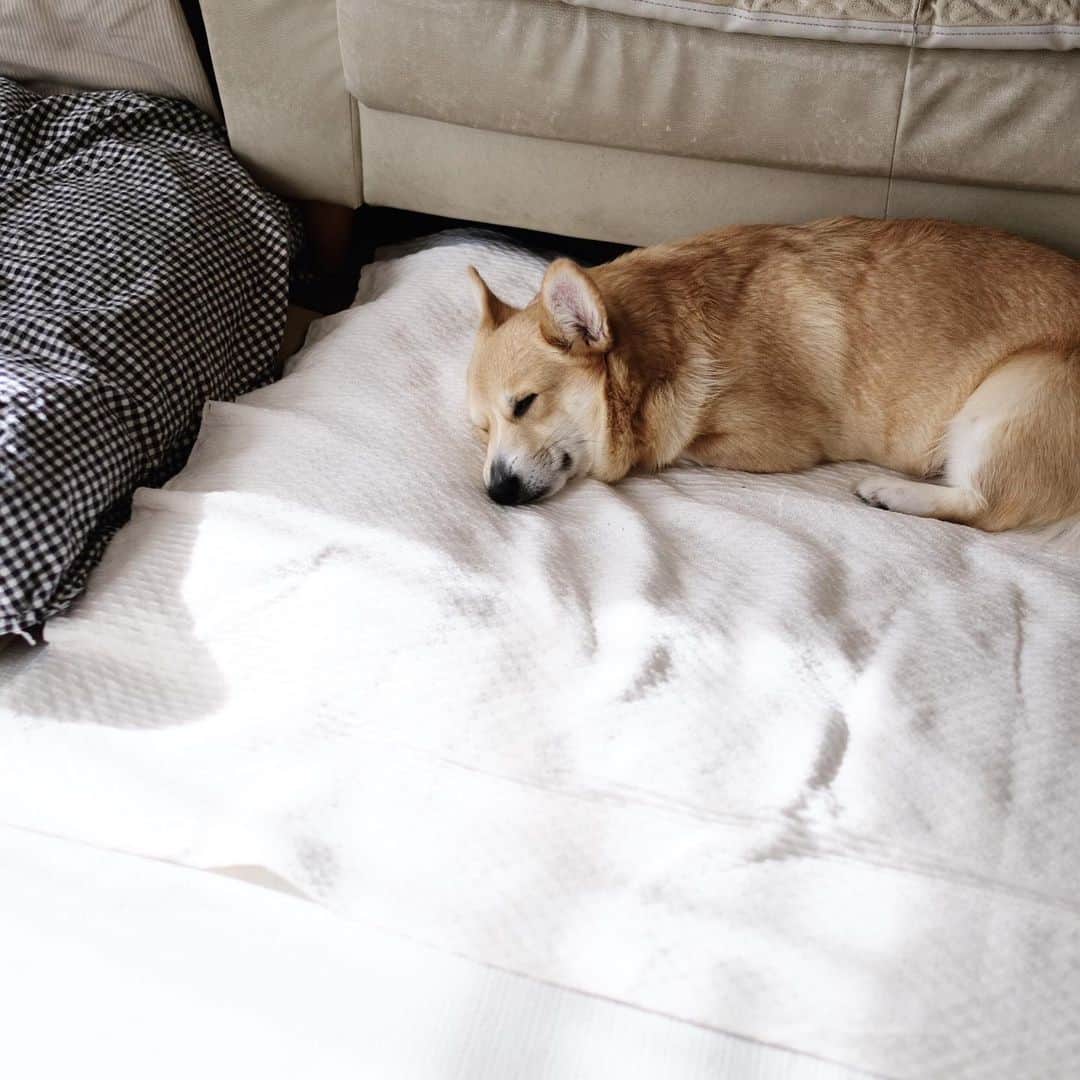 maggydaisyのインスタグラム：「_  すやすや〜zzz」