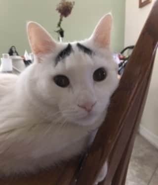 Samのインスタグラム：「Felt cute, might delete later.⁠ .⁠ .⁠ .⁠ .⁠ .⁠ .⁠ .⁠ .⁠ .⁠ .⁠ .⁠ .⁠ .⁠ .⁠ .⁠ .⁠ .⁠ #catsofinstagram #catstagram #cute」