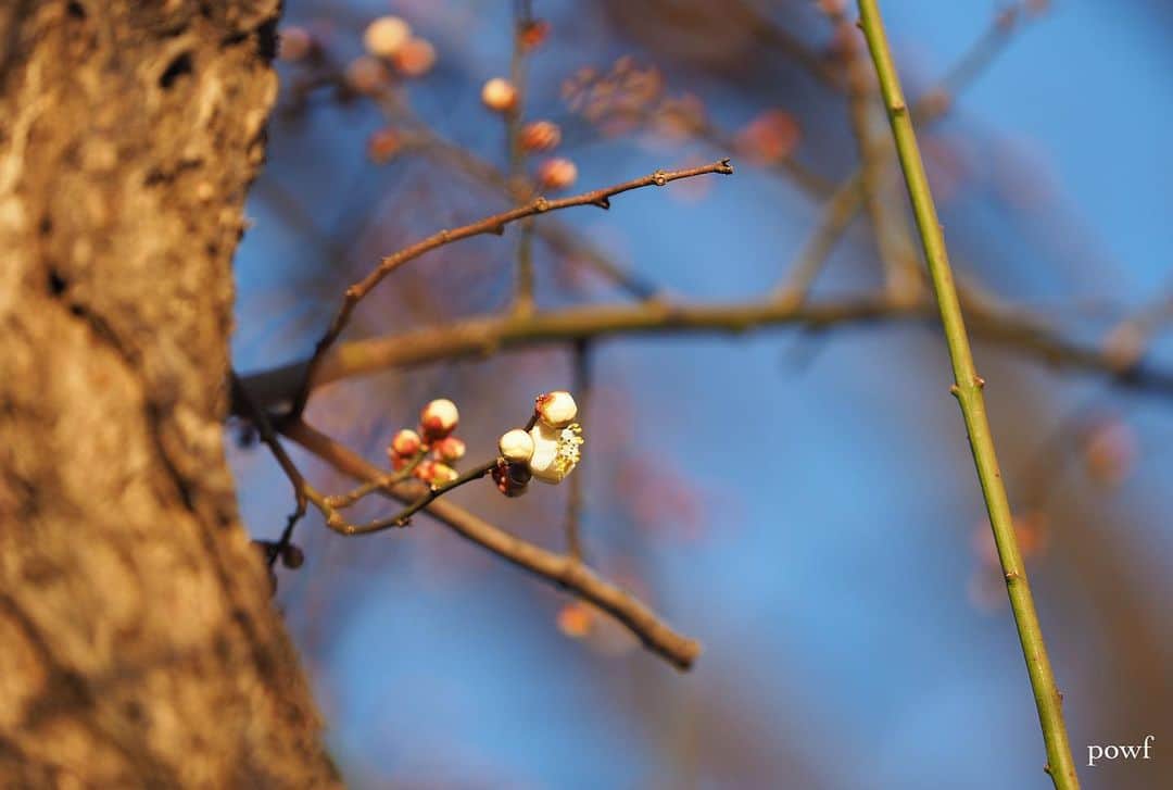 anemone_69のインスタグラム：「✤ #梅 #白梅 #ume #umeblossom . . .」