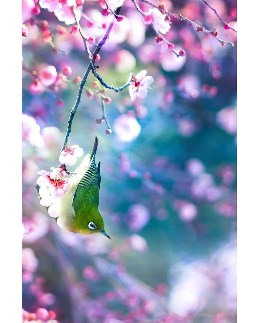 メグのん♡ A k i k oのインスタグラム：「♡Spring bird . . この冬、 私は雪をまだ見ていません。 . 今年は このまま雪を見ずに 春になってしまうのかしら。 . . ♡」