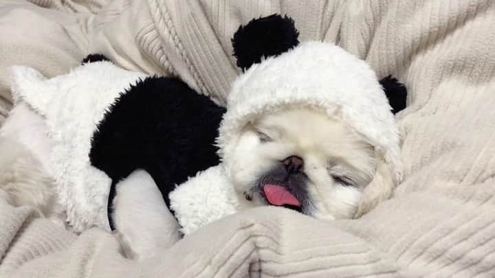 こなつのインスタグラム：「Good night🐼♥｡･ﾟ♡ﾟ･｡♥｡･ﾟ♡ﾟ･｡🐼♥｡･ﾟ♡ﾟ･｡♥｡･ﾟ♡ﾟ・。゜♥｡ﾟ♡ﾟ･🐼｡♥｡･ﾟ♡ﾟ･｡♥｡」
