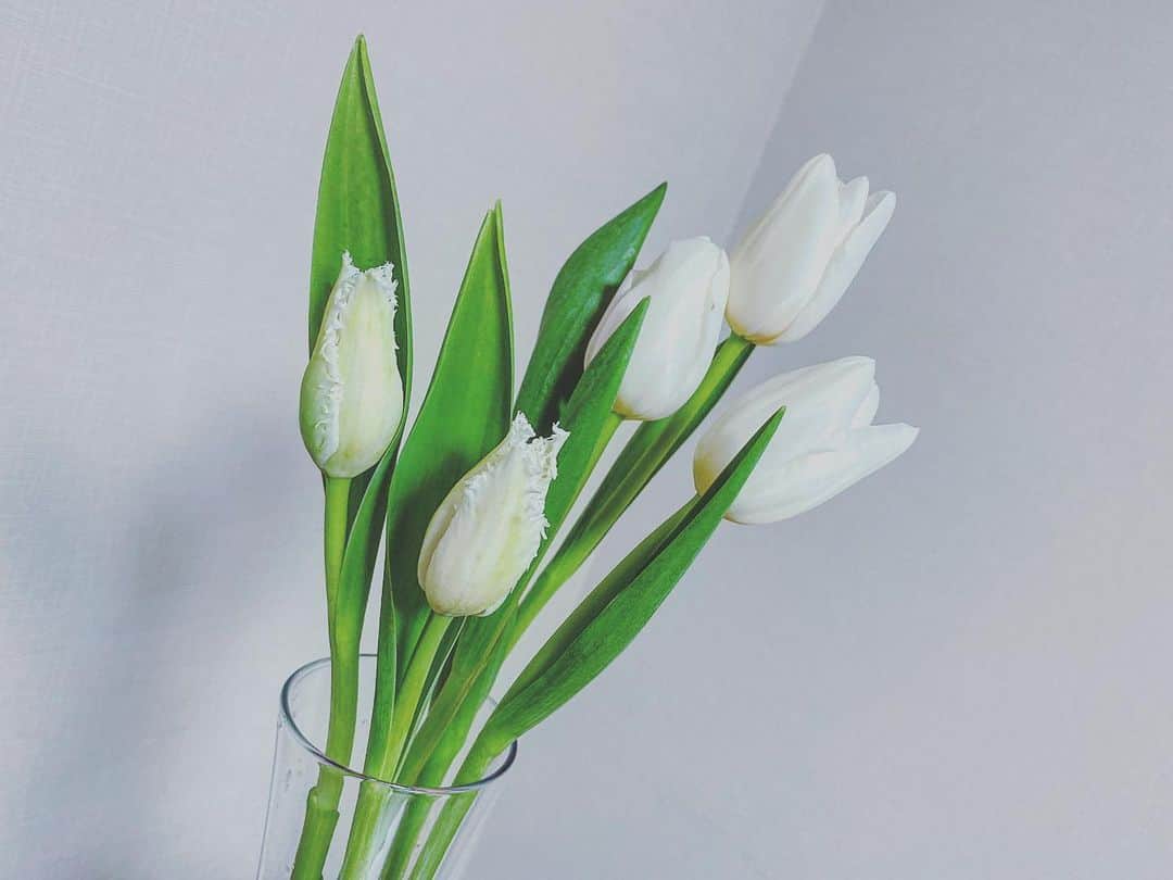 水村リアさんのインスタグラム写真 - (水村リアInstagram)「White tulip﻿ ﻿ means﻿ Lost Love❤︎﻿ ﻿ ﻿ らしい🥺﻿ ﻿ 白いチューリップがずーっと欲しくて﻿ やーっと今日タイミングよく出会えた🌷﻿ あの色のこの花🌸﻿ ってタイミングが合わないと出会えない😗﻿ ﻿ フリンジ咲きのも可愛いね😍﻿ ワイヤードダックスっぽい。﻿ ﻿ ﻿ ﻿ 生けるセンスがあるわけじゃないので、﻿ いつも長さだけバランス見て切って﻿ ざっくりvaseに飾るだけです😛﻿ ﻿ この時期はまだ切り花がもつ寒い季節だから、﻿ 出張も少ない今のうちに﻿ なるべく生花を飾っておこう😇﻿ ﻿ ・﻿ ・﻿ ・﻿ #エイミーちゃんに影響されて﻿ #チューリップ　#tulip #flower﻿ #lifewithflowers #花のある生活﻿ #生け方がとっても　#O型」1月20日 22時40分 - leah_mizumura