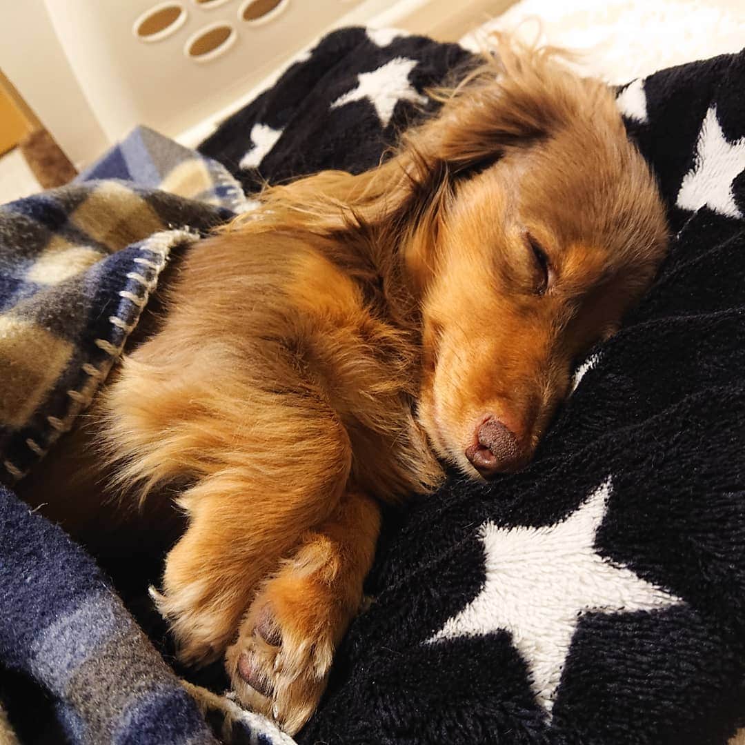 くるみんのインスタグラム：「* ①可愛い寝顔からの～ ②チロっ どっちも可愛いや💓(⬅️親バカ)  昨日はアンチノールについてのご感想をいただきまして、ありがとうございました。 早速、試してみようと注文しました！ ゆっくりですがお返事させていただきますね。  #カニンヘンダックスフント #カニンヘン #カニンヘンダックス #カニンヘンダックスフンド #チョコタンダックス #チョコタン #ダックス多頭飼い #ダックスフント #ダックスフンドカニンヘン #ダックス大好き #ダックスフンド #ダックス #わんこなしでは生きていけません会 #いぬばか部 #いぬすたぐらむ #短足部 #dachshundgram #dachshund #dachs #dogstagram #all_dog_japan #east_dog_japan #instagramdog #instadachs #instadog #inustagram #kyounodachs #todayswanko #7pets_1day #だっくす」