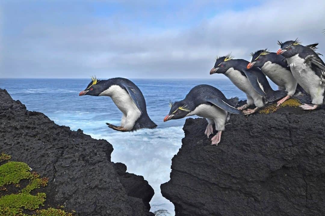 のインスタグラム：「Photo by @thomaspeschak | Rockhopper penguins live up to their name on subantarctic Marion Island. They navigate the treacherous lava rock that blankets the steep western coastline with surprising grace and ease. Follow @thomaspeschak for more penguin photographs from this remote ocean wilderness.」