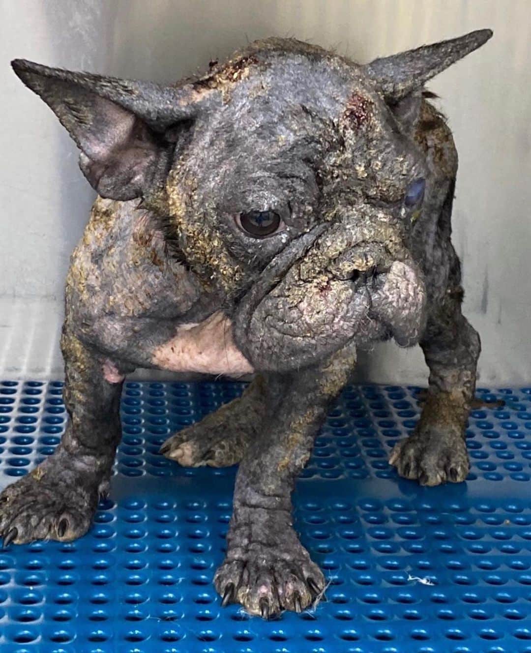 のインスタグラム：「Please show Ella some love ❤️ was I  Repost @truefaithfulpetrescuemission ・・・ Keep fighting Ella! 💪  4th day of treatment! Ella also has a severe ulcer in one of her eyes 💔 just heartbreaking how much they suffer! #demodexmange #mdassurvivor #frenchie #truefaithfulpetrescuemission」