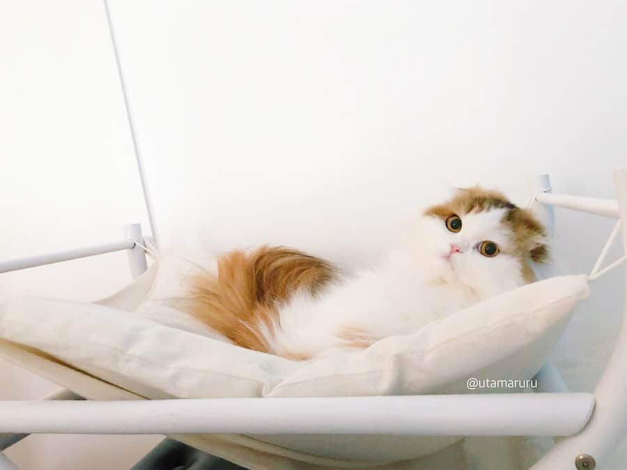 詩丸さんのインスタグラム写真 - (詩丸Instagram)「おはようございます☀️ ベッド横に猫ベッドを設置したら、ちゃんと使ってくれていました🥺❤️ おはようつむちゃん🥰💕 .  Good meowning💕 Have a happy day😊☀️✨ .」1月21日 9時37分 - utamaruru