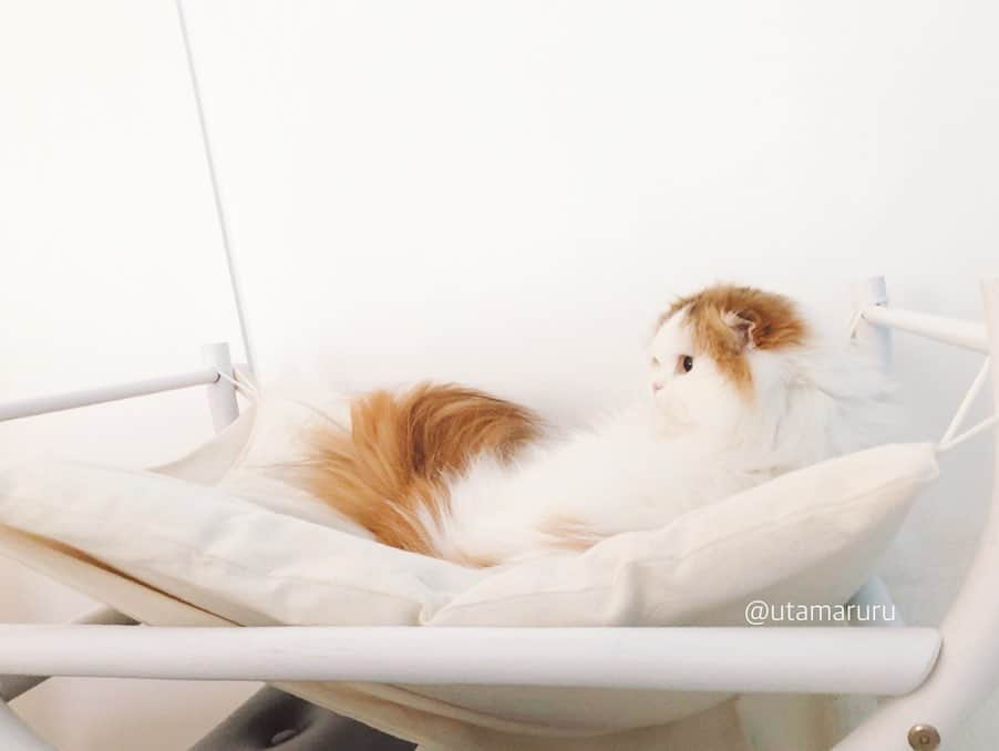 詩丸さんのインスタグラム写真 - (詩丸Instagram)「おはようございます☀️ ベッド横に猫ベッドを設置したら、ちゃんと使ってくれていました🥺❤️ おはようつむちゃん🥰💕 .  Good meowning💕 Have a happy day😊☀️✨ .」1月21日 9時37分 - utamaruru
