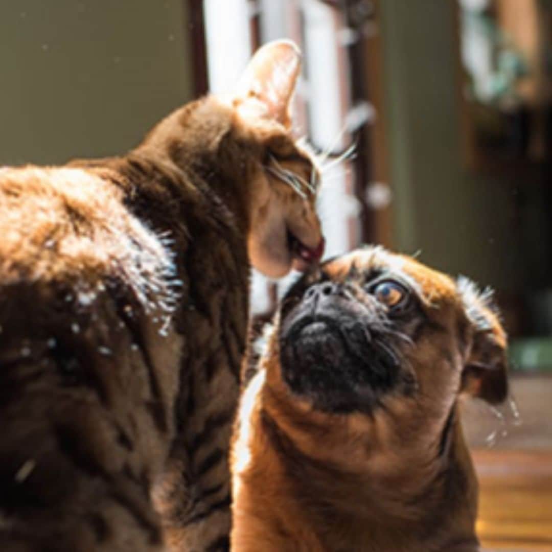 のインスタグラム：「Last week we shared tips on introducing 😸to😸.How about introducing 😸 to🐶? Check out tips via link in bio! Any fun stories about your cats & dogs? https://www.freshstep.com/cat-tips/meow-meets-introducing-cats-to-dogs/」
