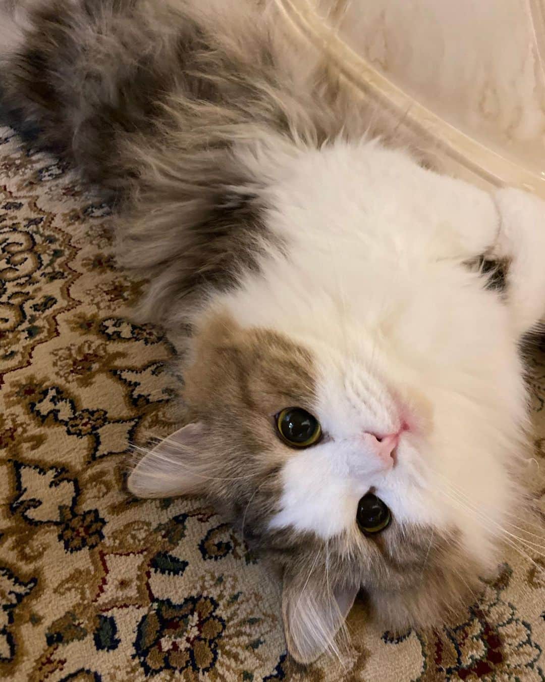 マンチカンのココ王子のインスタグラム：「いつも足元にいるかわいこちゃん💋  Such a cute boy!  #minuetcat#gato#cat#catmovie#cute#cutecat#猫」