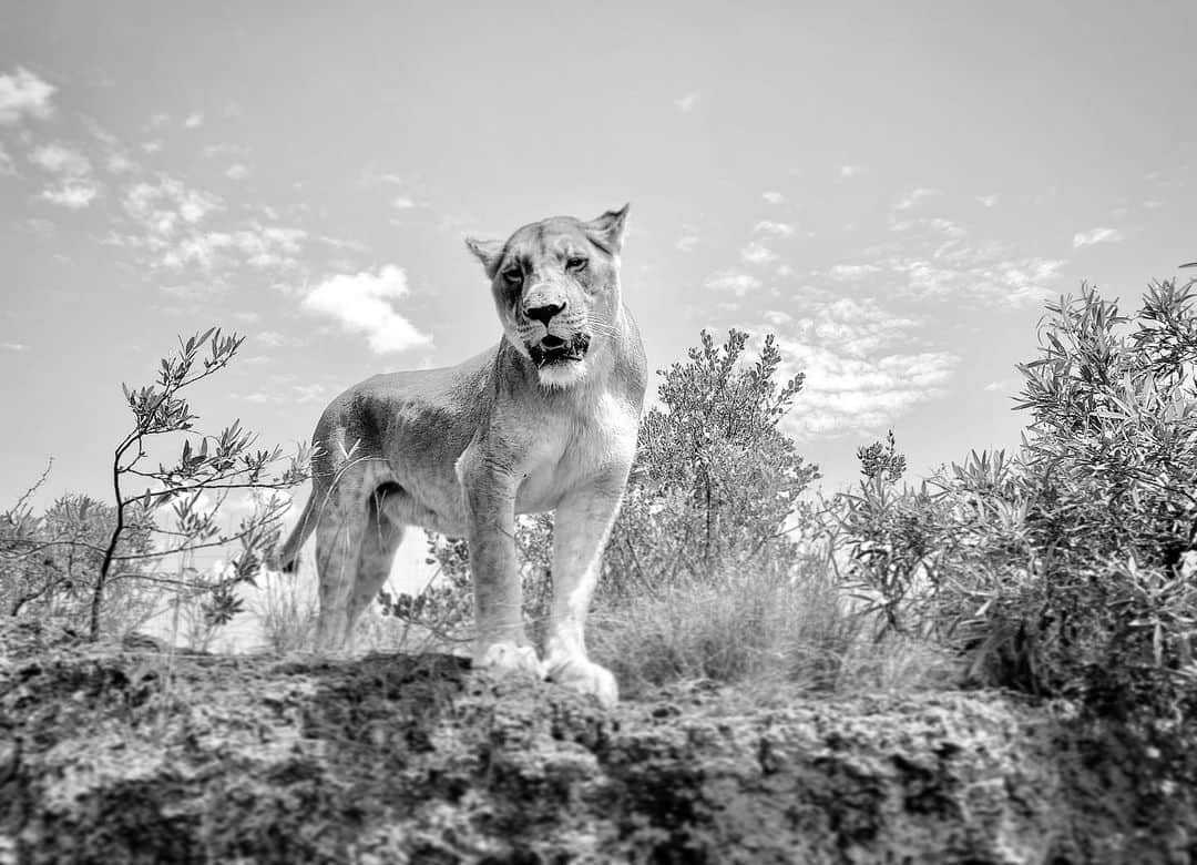 Kevin Richardson LionWhisperer のインスタグラム