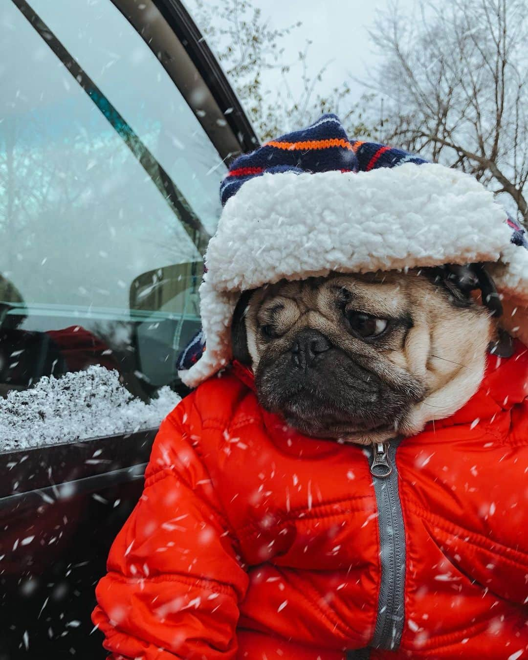 itsdougthepugさんのインスタグラム写真 - (itsdougthepugInstagram)「“‪There’s snow way I’m going anywhere today‬” -Doug」1月21日 2時04分 - itsdougthepug