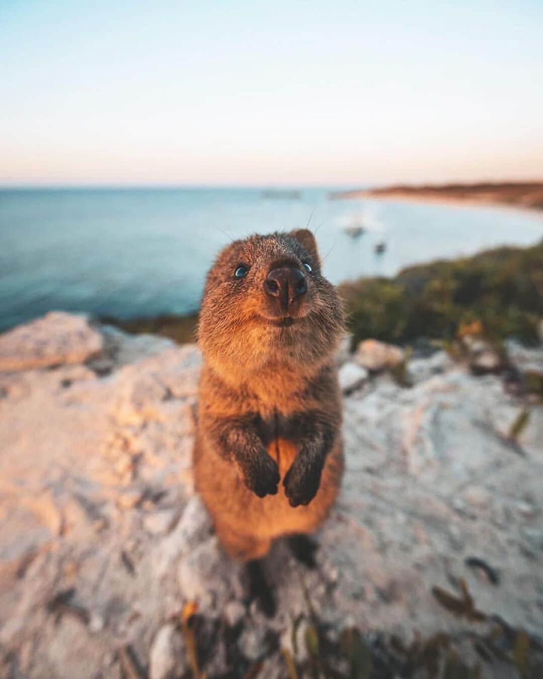 Earth Picsさんのインスタグラム写真 - (Earth PicsInstagram)「Happy Monday! From a happy quokka from Western Australia.  cc: @jamesvodicka」1月21日 2時15分 - earthpix