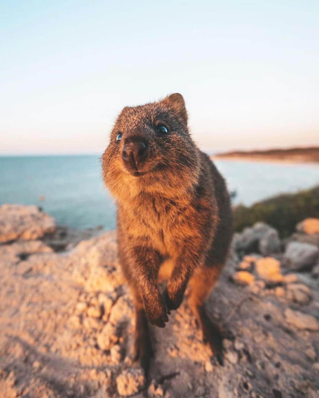 Earth Picsさんのインスタグラム写真 - (Earth PicsInstagram)「Happy Monday! From a happy quokka from Western Australia.  cc: @jamesvodicka」1月21日 2時15分 - earthpix