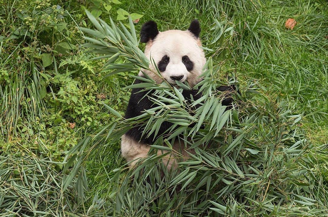 National Geographic Creativeさんのインスタグラム写真 - (National Geographic CreativeInstagram)「Photo by @amivitale | A giant panda eats bamboo in her enclosure at the Wolong China Conservation and Research Center. #GiantPanda #Panda #Conservation #China」1月21日 3時04分 - natgeointhefield
