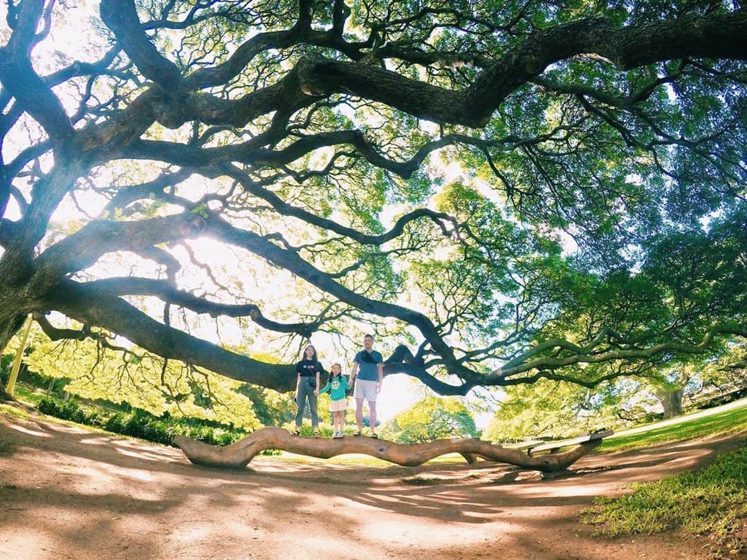 ロジャース里奈のインスタグラム：「. . Gopro使うのいつ振り？笑 . モアナルナガーデンで沢山写真撮った❤️ . #moanalunagardenspark  #hawaii #この木なんの木」