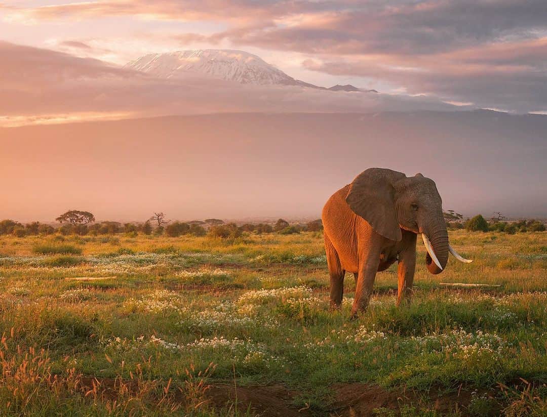 Chase Dekker Wild-Life Imagesのインスタグラム：「One of the biggest highlights during my visit through Amboseli National Park was getting the chance to photograph elephants under the shadow of Kilimanjaro. While it emerged a few times last year, the elephants weren’t in position to capture anything interesting. Not the case on this past safari as the snows of Africa’s tallest mountain glowed in the early morning light.」