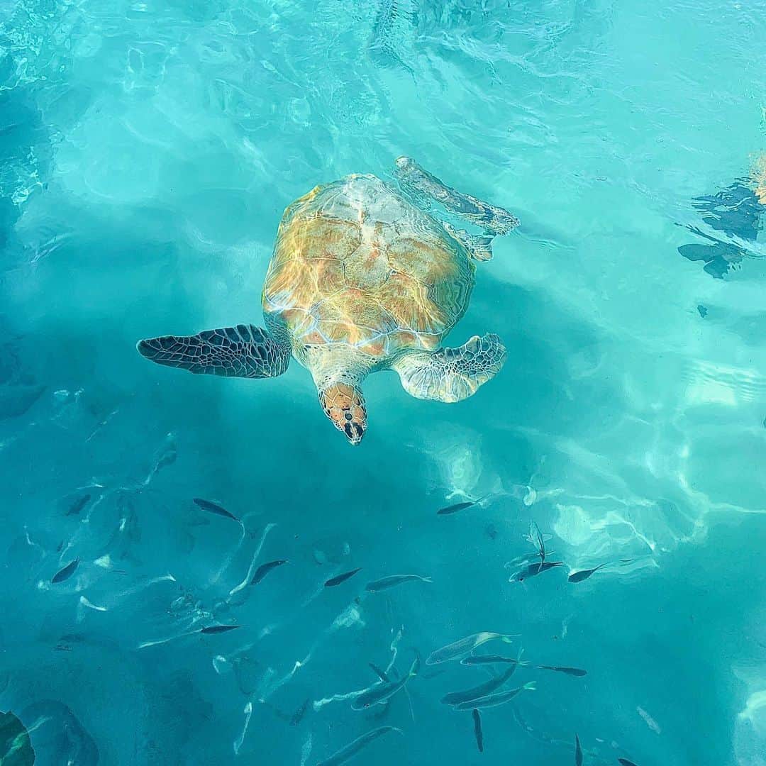 アンドレイ・ロゴジンさんのインスタグラム写真 - (アンドレイ・ロゴジンInstagram)「Fun in the sun ☀️ and some turtles 🐢 and friends! Thanks for being super photographers @la_poloca and @lottamalinen #turtles #turtle」1月21日 5時20分 - andreirogozine