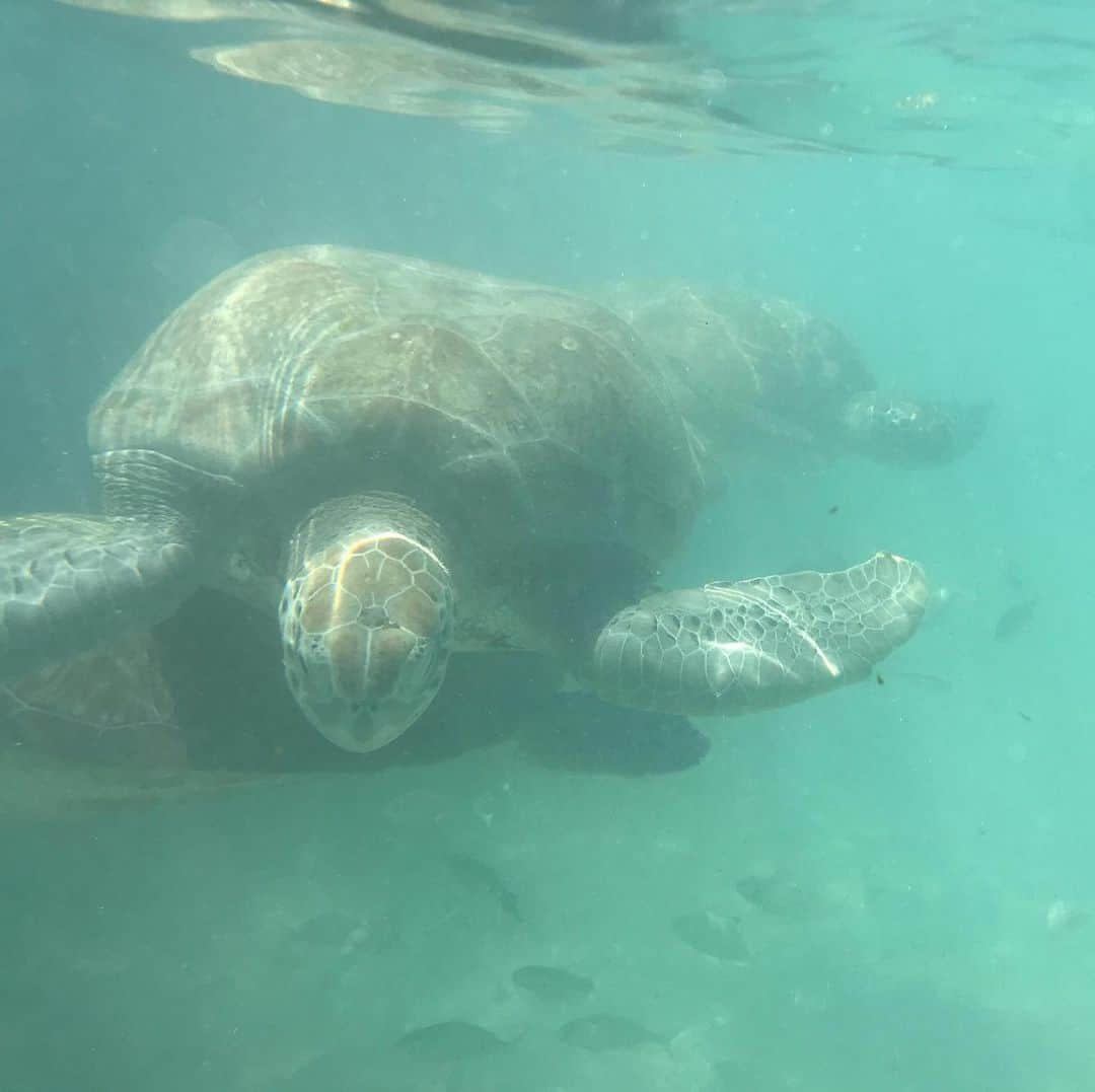 アンドレイ・ロゴジンさんのインスタグラム写真 - (アンドレイ・ロゴジンInstagram)「Fun in the sun ☀️ and some turtles 🐢 and friends! Thanks for being super photographers @la_poloca and @lottamalinen #turtles #turtle」1月21日 5時20分 - andreirogozine