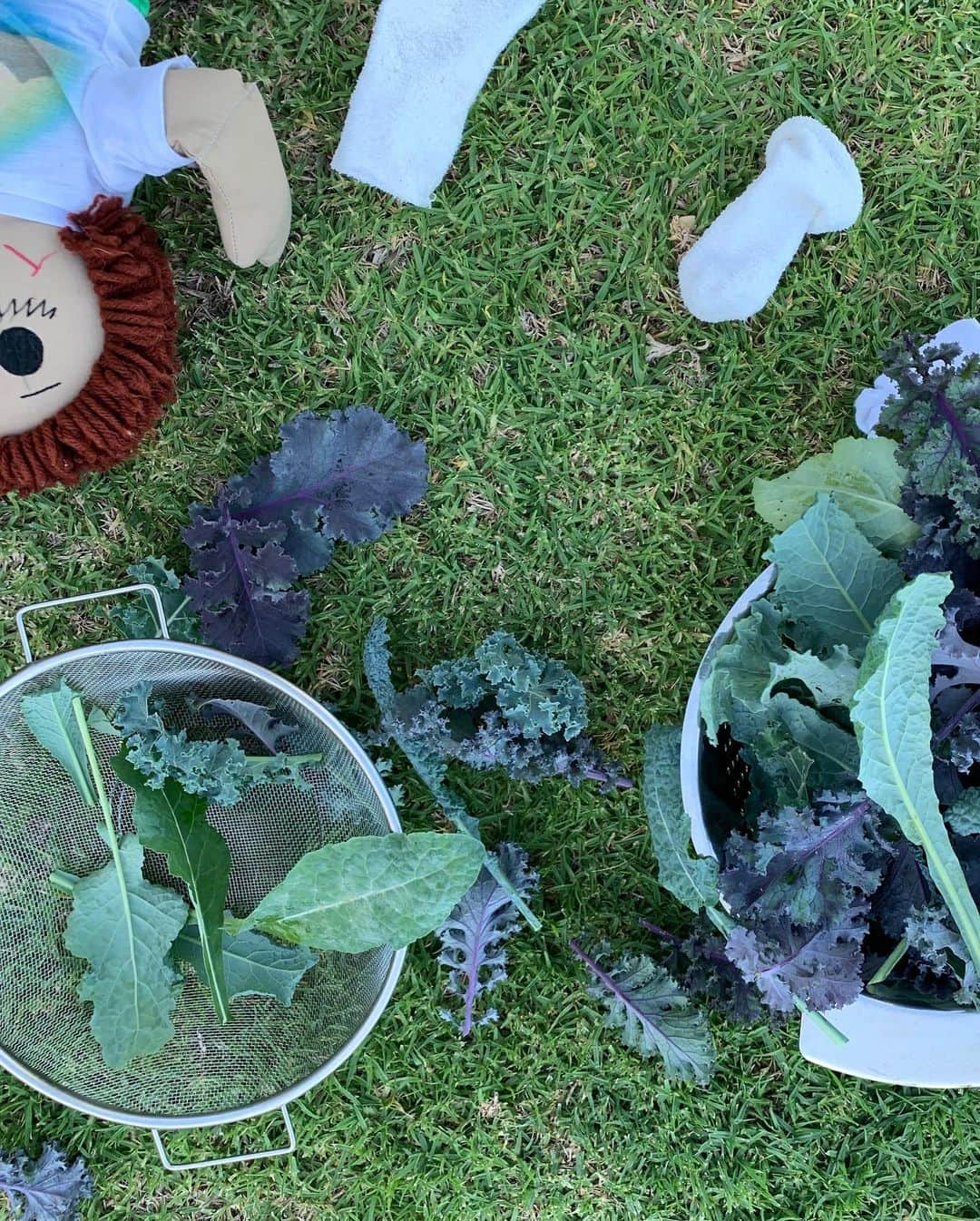 イアン・サマーホルダーさんのインスタグラム写真 - (イアン・サマーホルダーInstagram)「Family harvest day, one of many... With our little helper. Bonding while picking our greens and watching our little girl’s growing connection with the beautiful dark soil in her tiny hands as a living breathing organism that gives life to her breakfast, lunch, snacks and dinner is beyond special. And necessary. We need the world as a whole, not just our kids to know how to nourish ourselves and our planet’s soil. The soil is our biggest asset and yet MOST of the world’s food producers have no clue how their soil even works. This should scare you and them. You can create healthy soil and can grow food on a windowsill in New York City, Los Angeles or a backyard farm in Ohio. BUT I offer you this with much excitement and please mark my words: when large-scale agriculture turns to regenerative agriculture and our growing food eats our carbon output every year AND eats the legacy load of carbon in the air by a process called bio sequestration aka DRAWNDOWN (read Paul Hawken) climate change will STOP. We AND our children will thrive. Its our DUTY. There simply will be no more Australian or California bush fires. No more melting ice or bleaching coral. THIS is our only hope. We have the answer and the film is coming soon- it’s called  @kisstheground directed by my dear brother Josh Tickell. We hope you are as inspired as we are. Thank you」1月21日 5時37分 - iansomerhalder