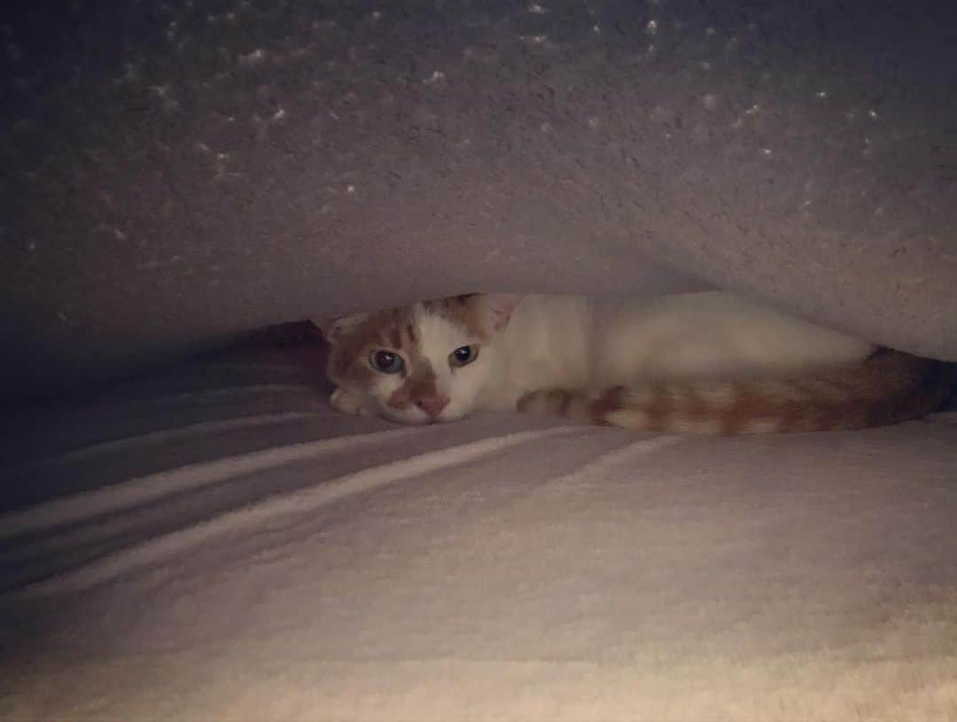 Richard Kittyさんのインスタグラム写真 - (Richard KittyInstagram)「Where’s Richard?... 🤔」1月21日 5時52分 - richard_kitty