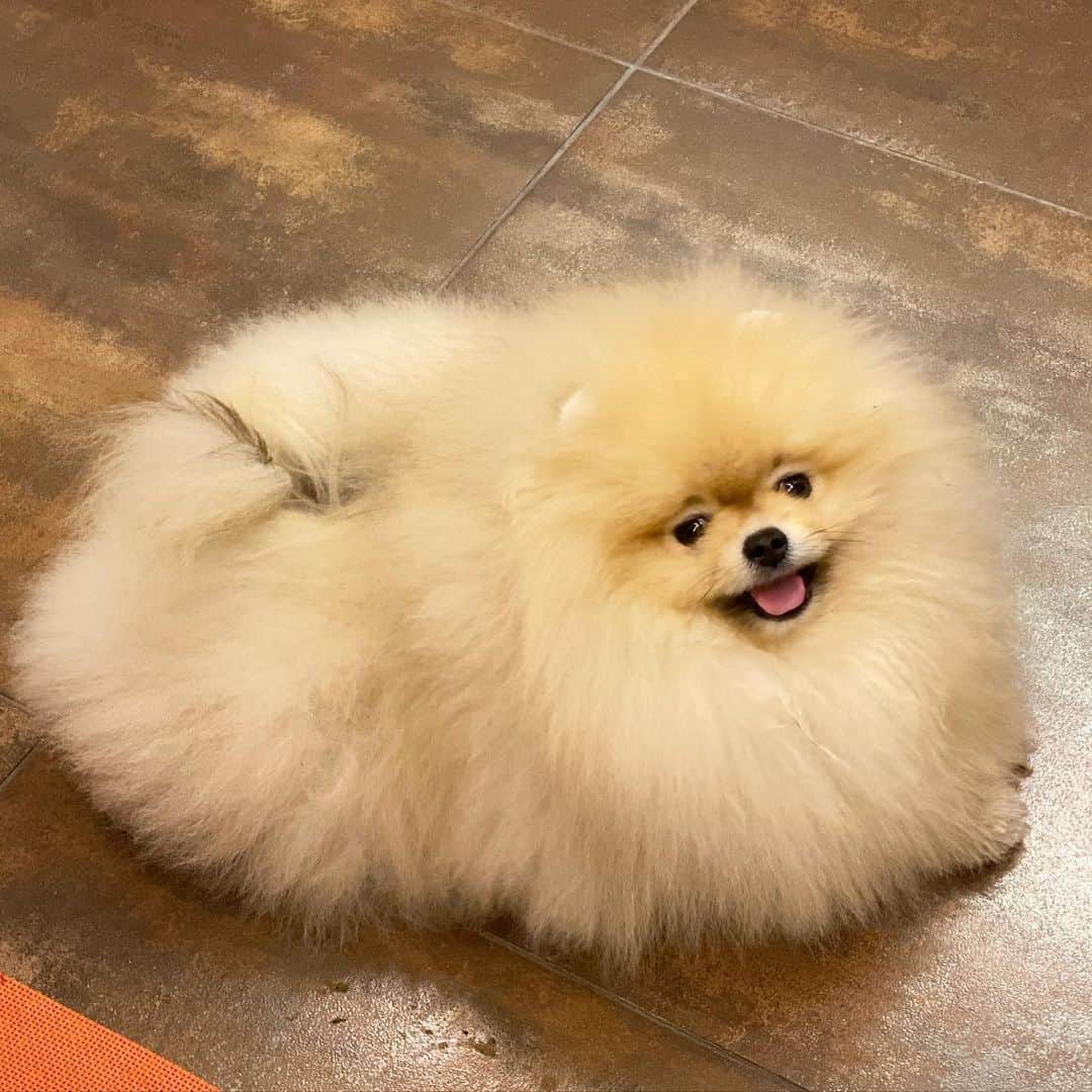 Shilaさんのインスタグラム写真 - (ShilaInstagram)「Good night from fluffy , puffy cotton candy Eddie 😃❤️..We are so happy his all hair is back 🙏🏼.. Even more then before 🤗😃.. But poor mommy .. She has more work now 😉💇🏼‍♂️🛁🐩😁」1月21日 6時05分 - shila_the_pom